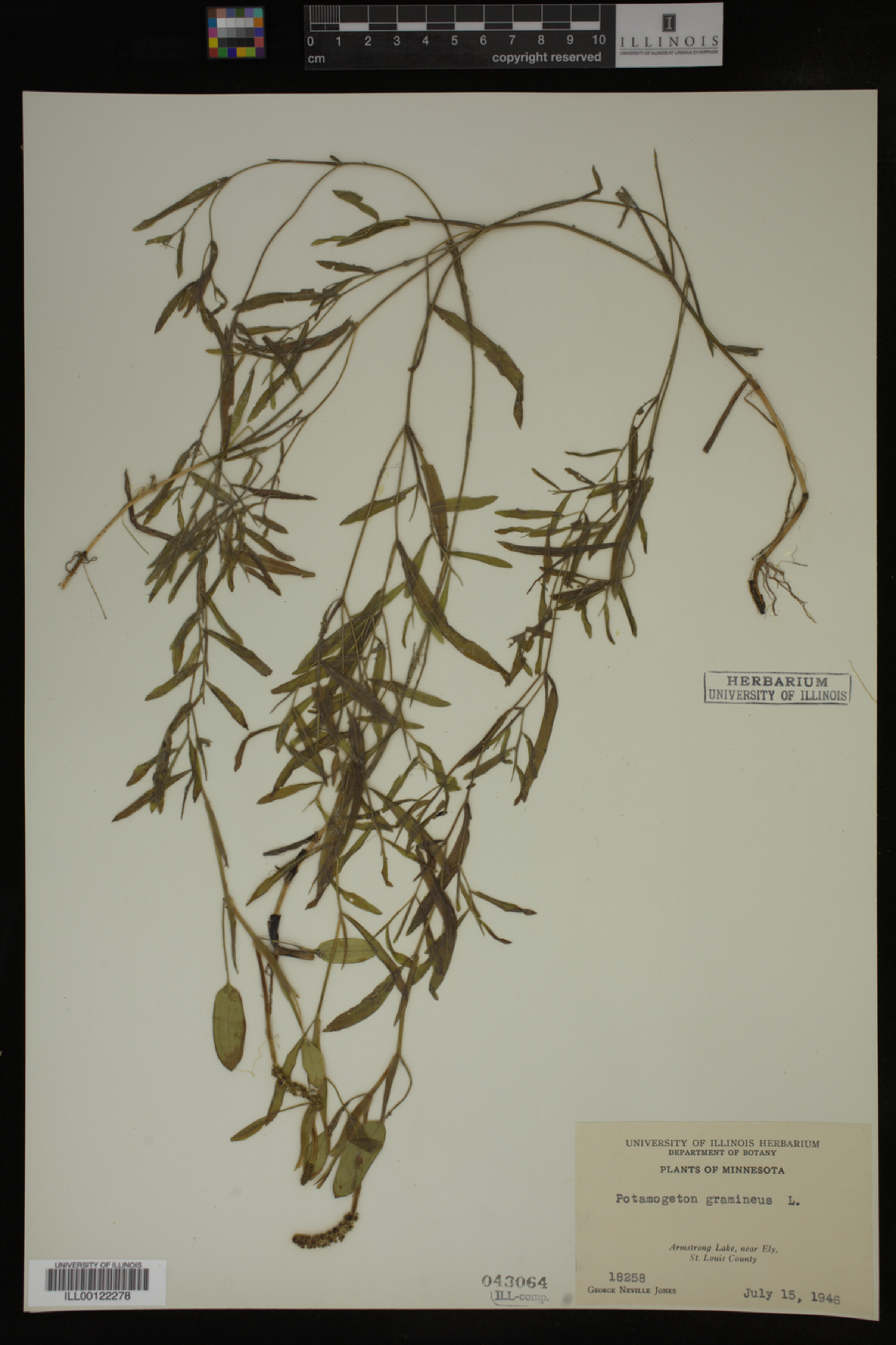 Potamogeton gramineus image