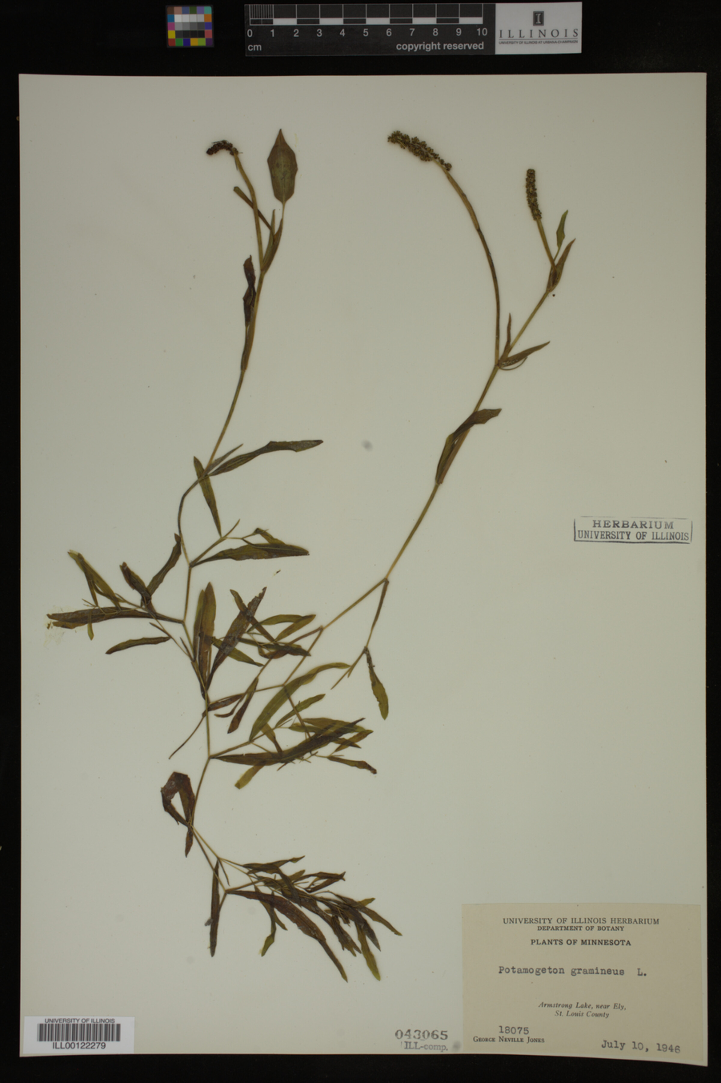 Potamogeton gramineus image
