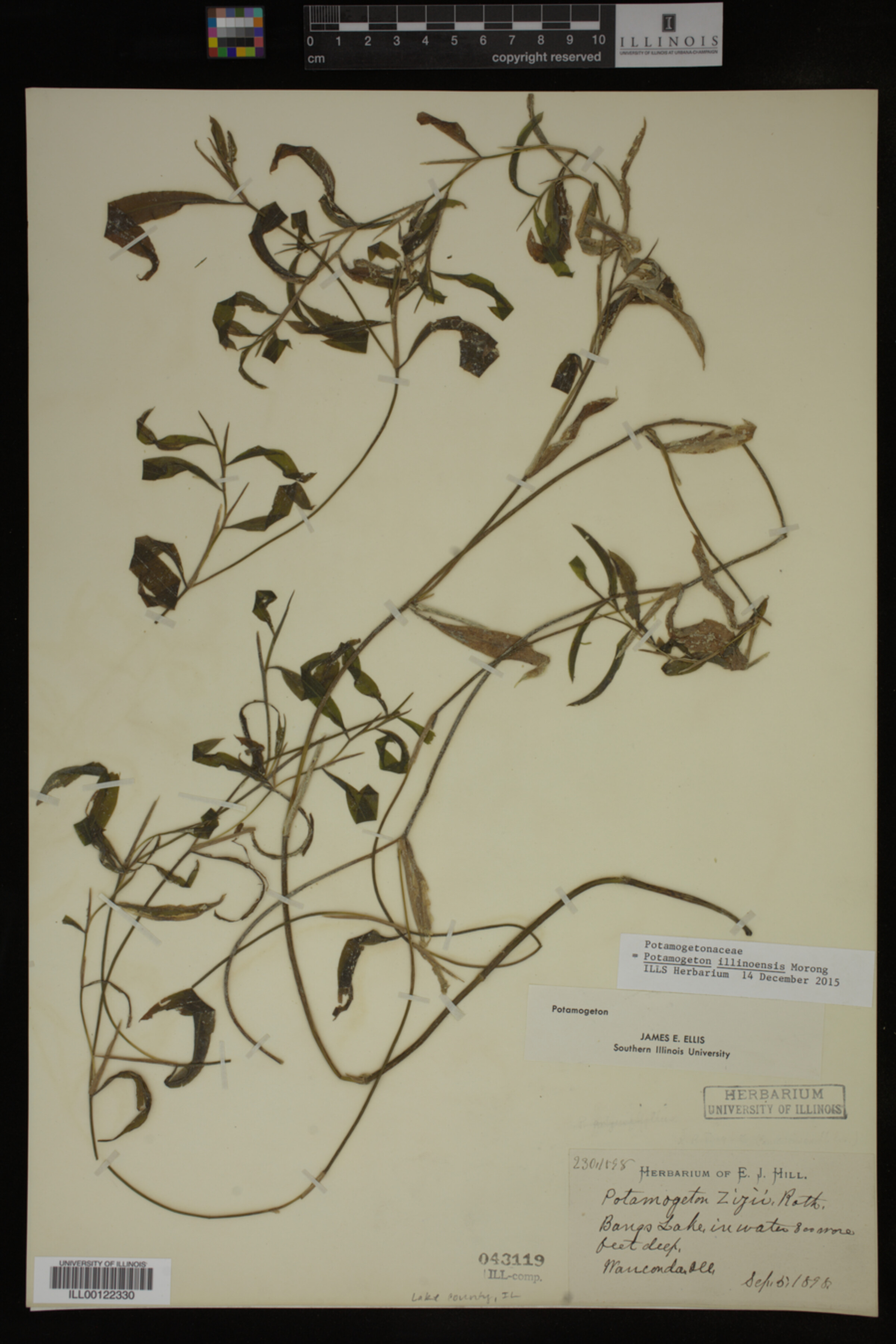 Potamogeton illinoensis image