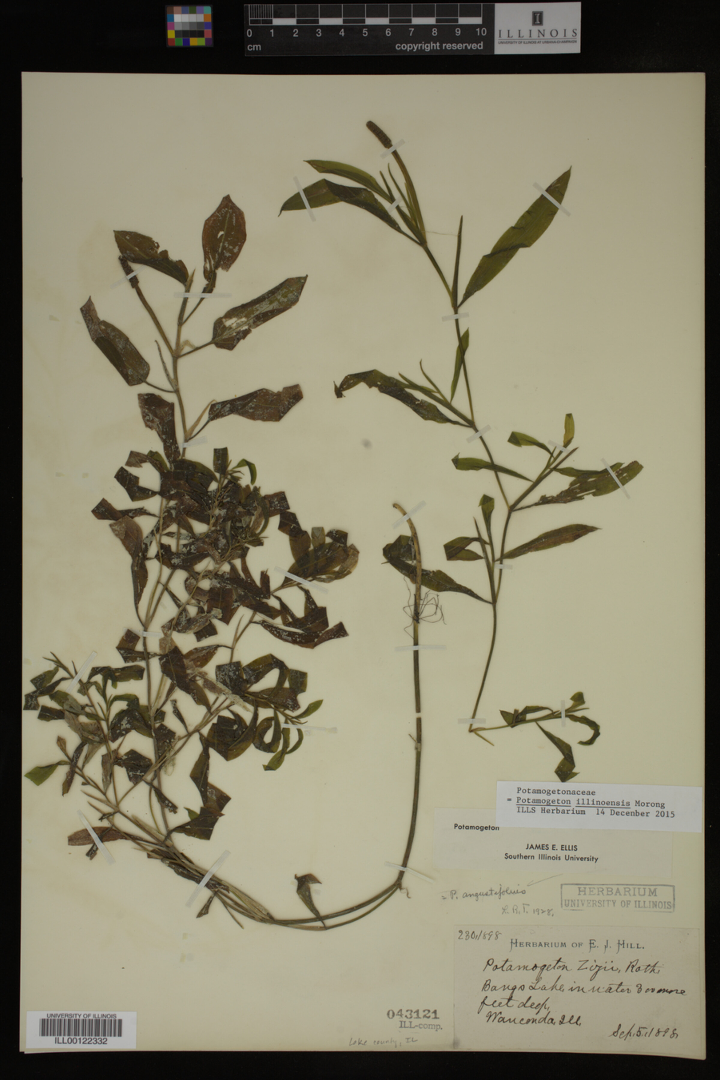 Potamogeton illinoensis image