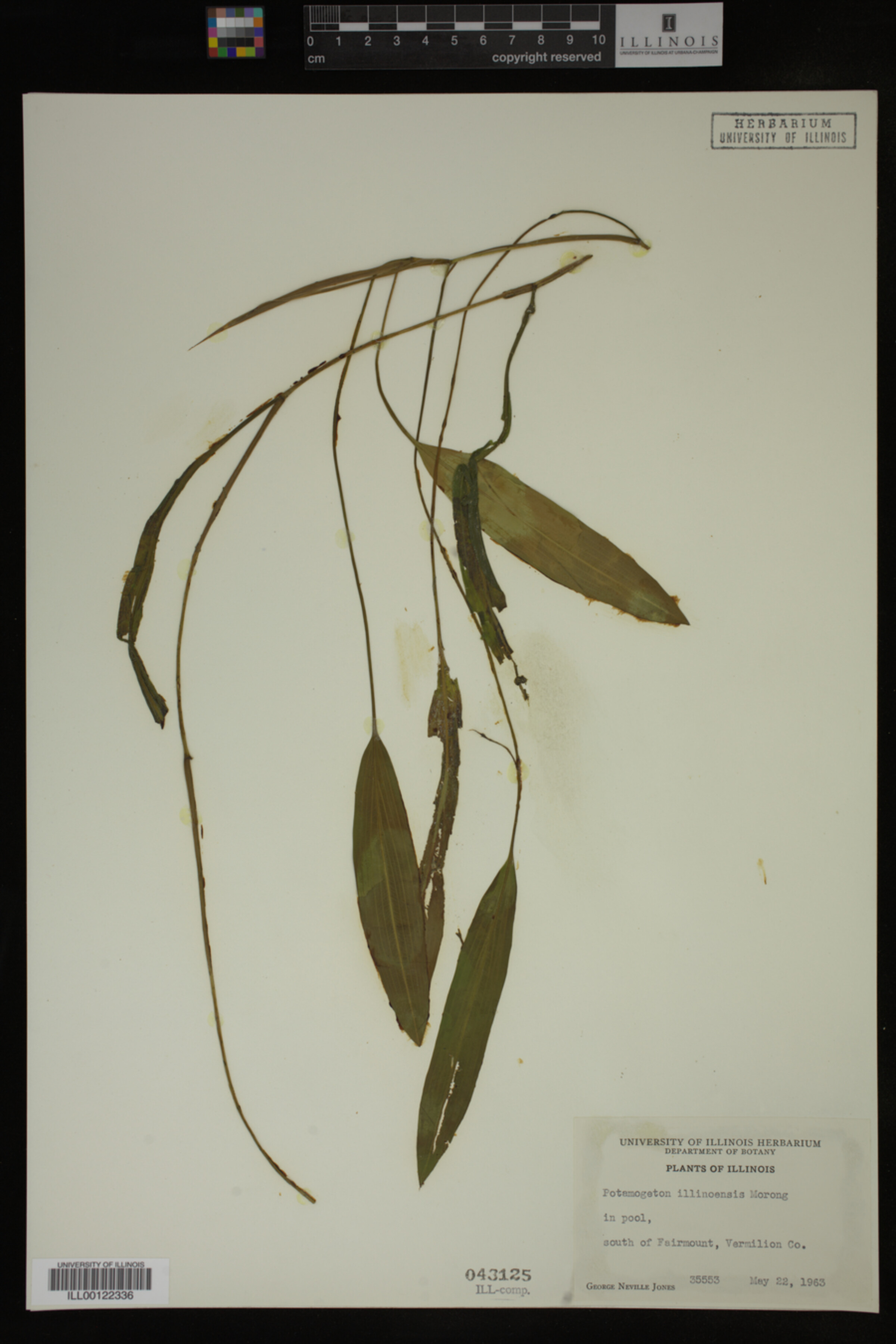 Potamogeton illinoensis image