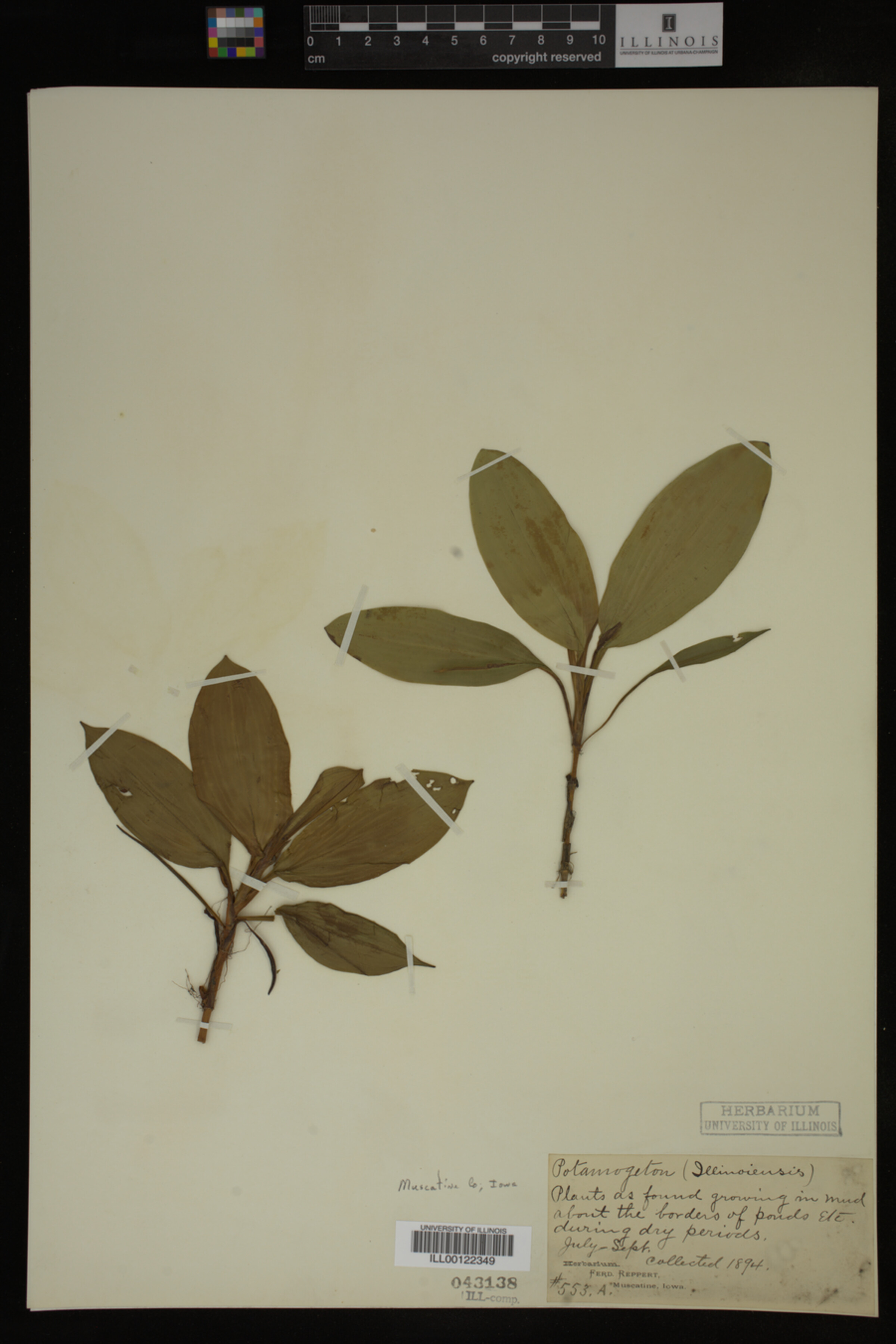 Potamogeton illinoensis image