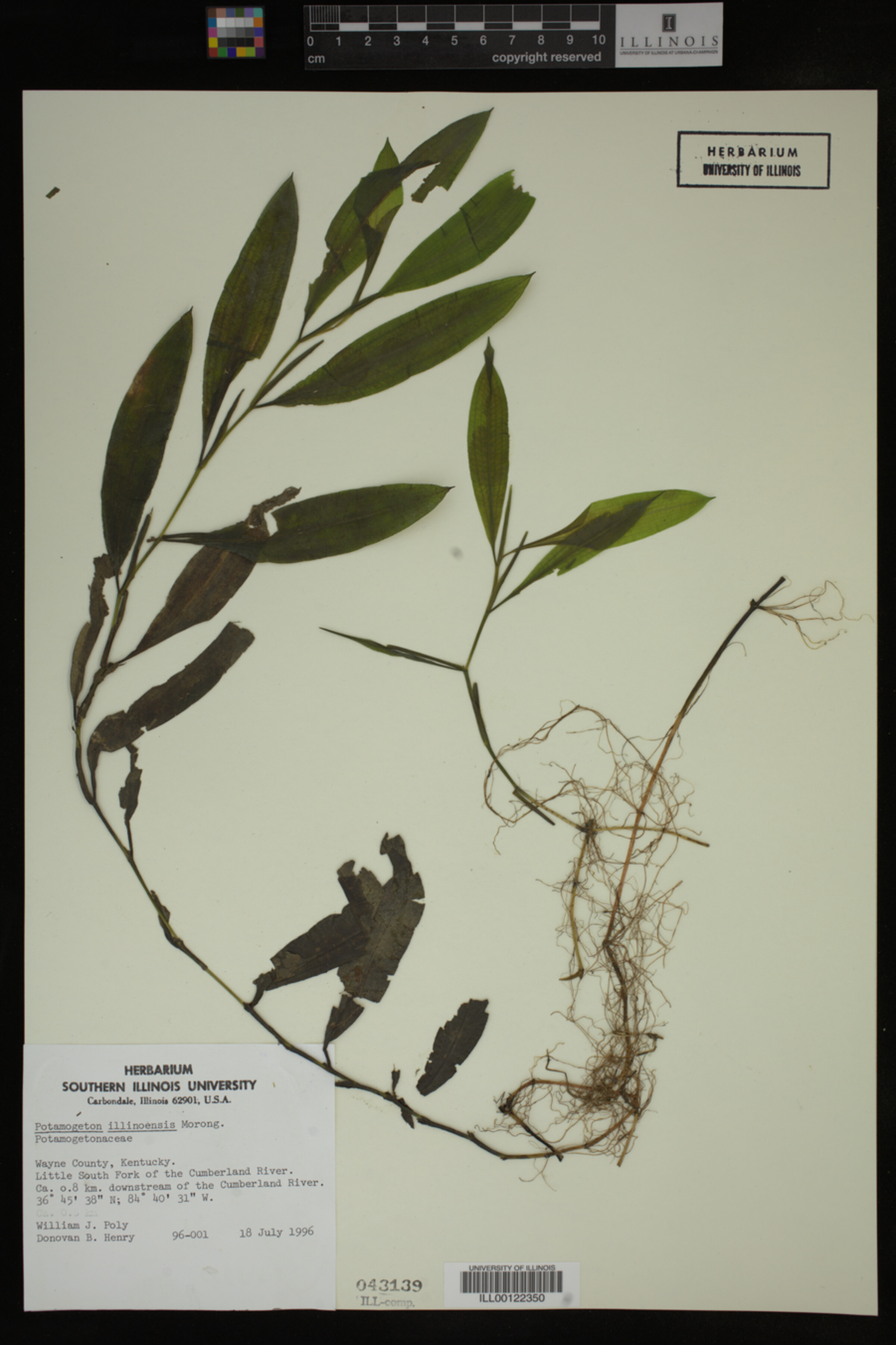 Potamogeton illinoensis image
