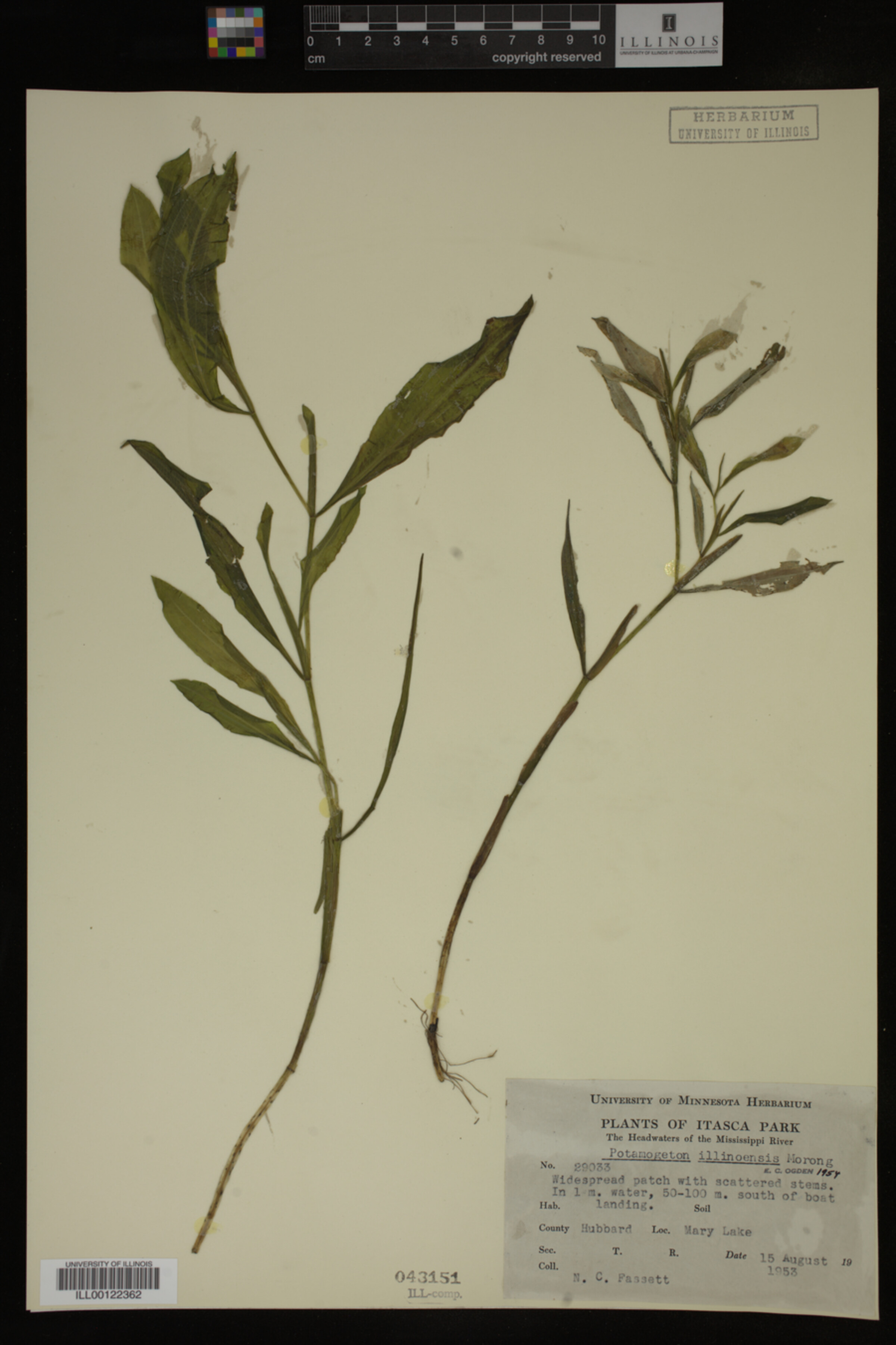 Potamogeton illinoensis image