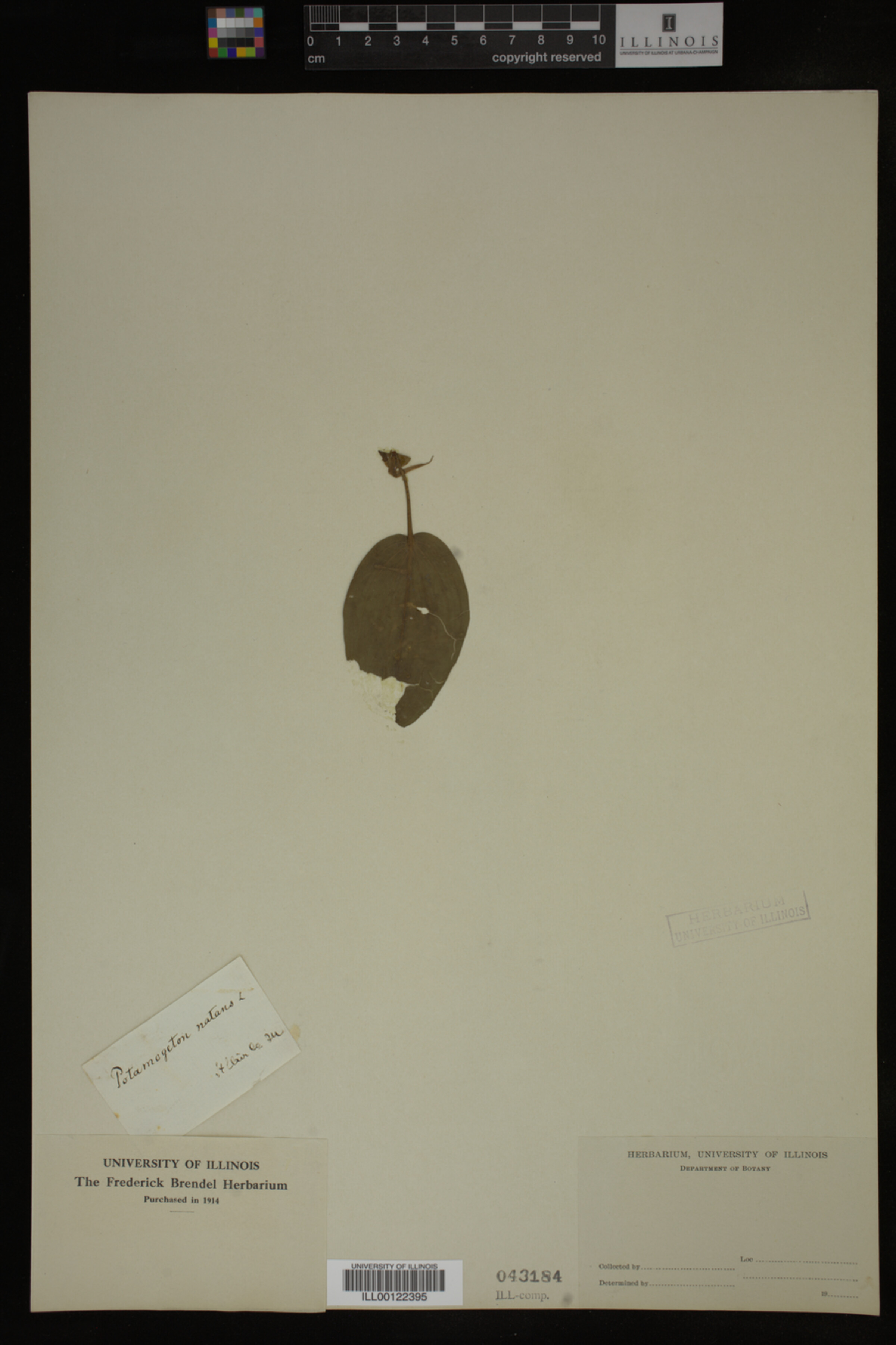 Potamogeton natans image
