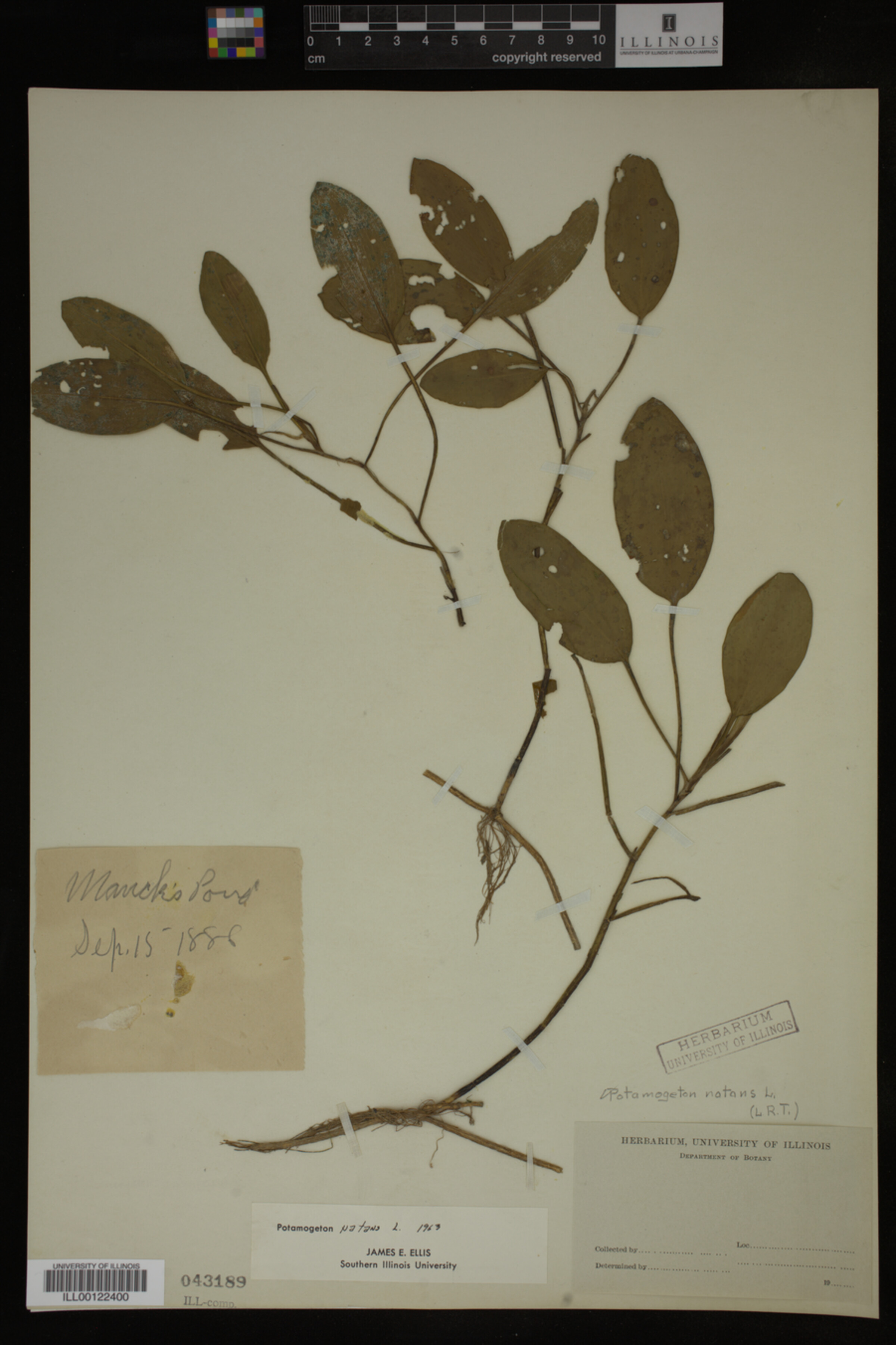 Potamogeton natans image