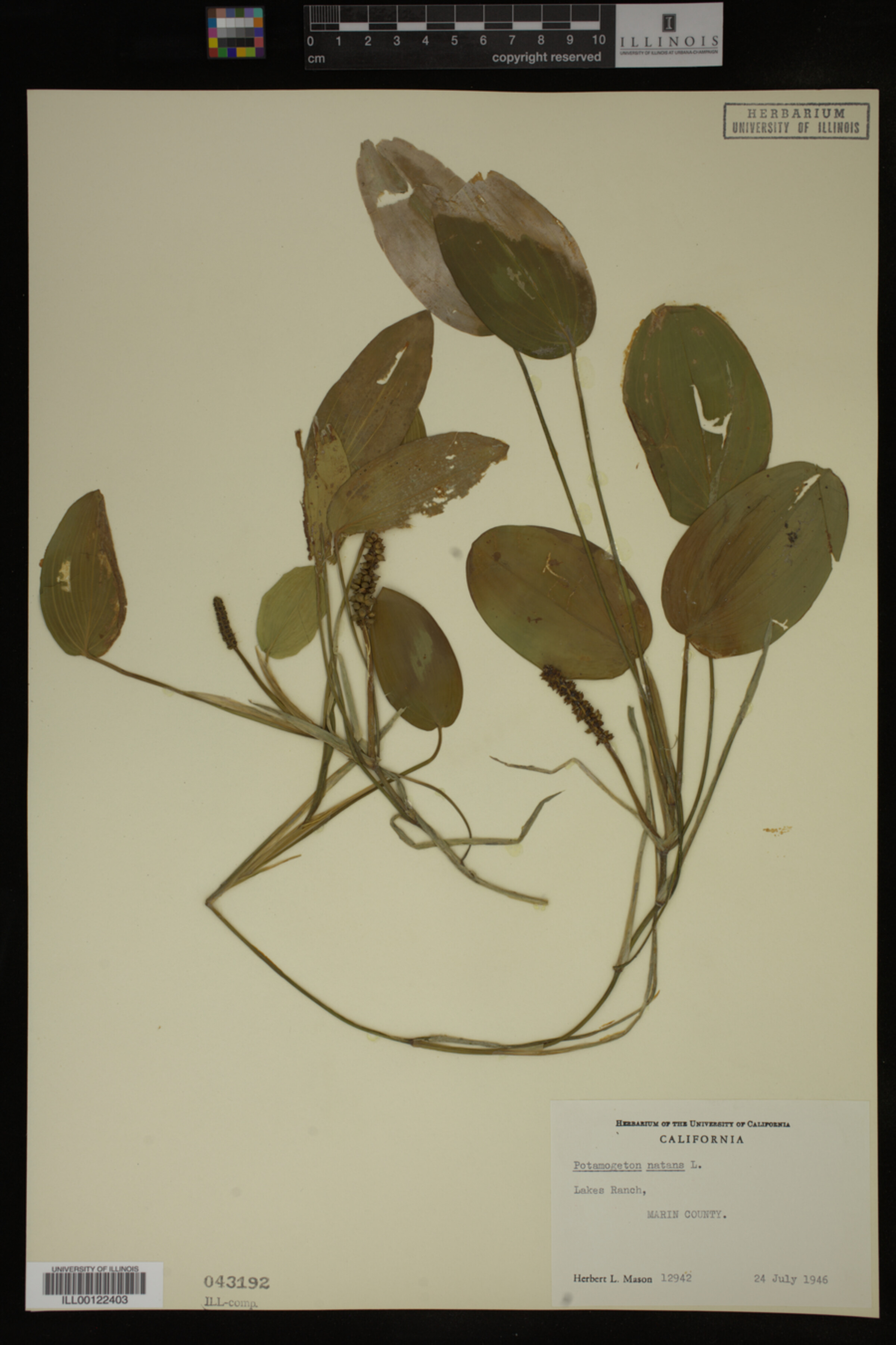 Potamogeton natans image