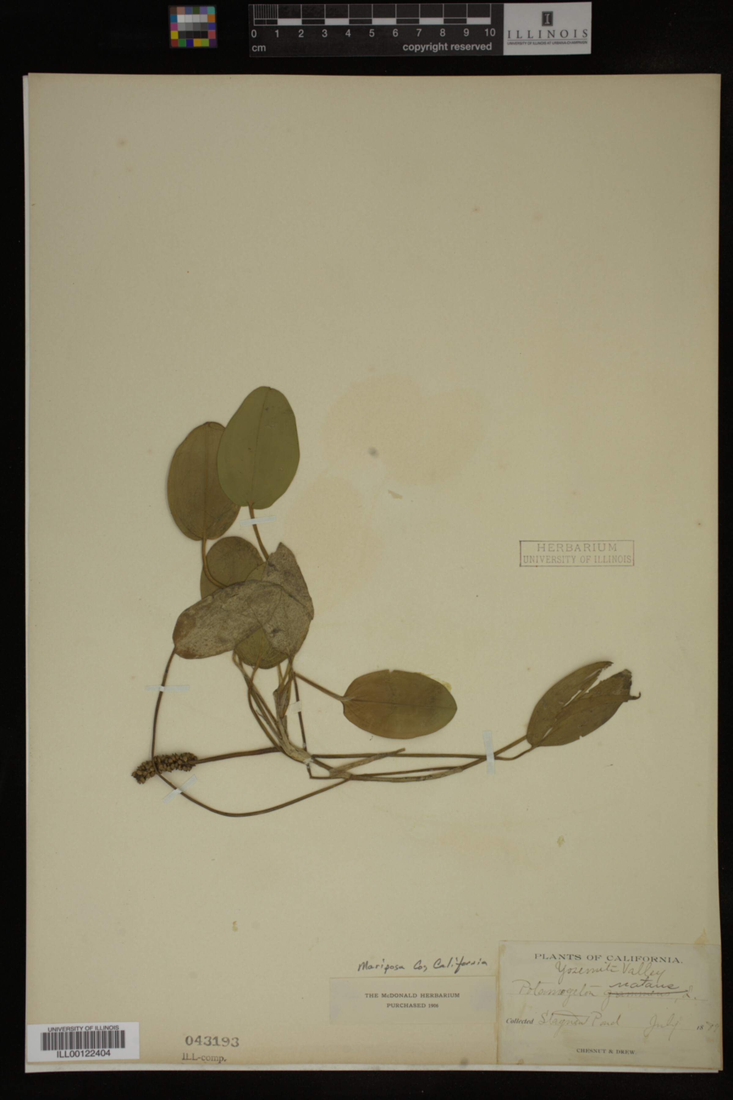 Potamogeton natans image