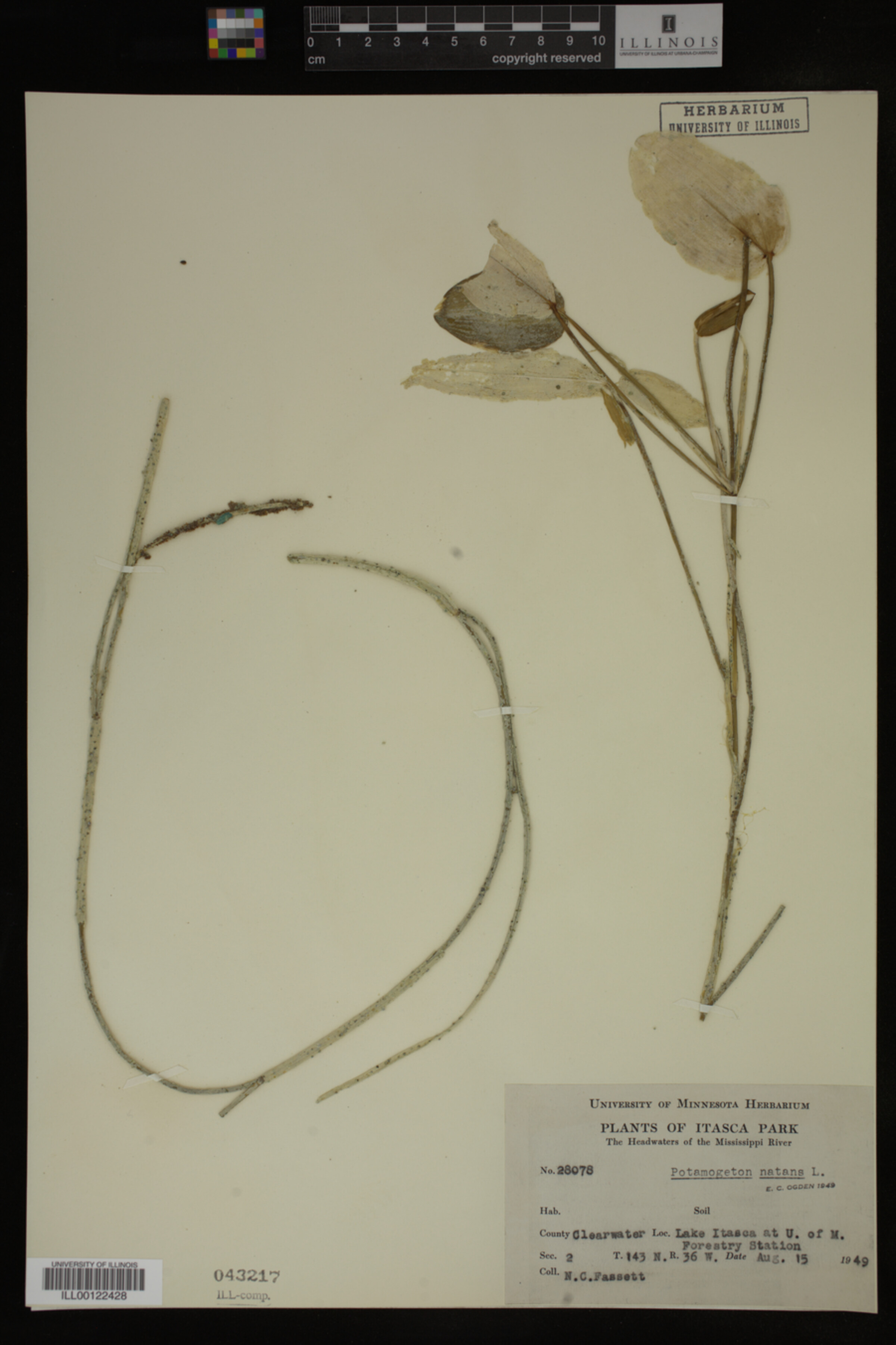 Potamogeton image