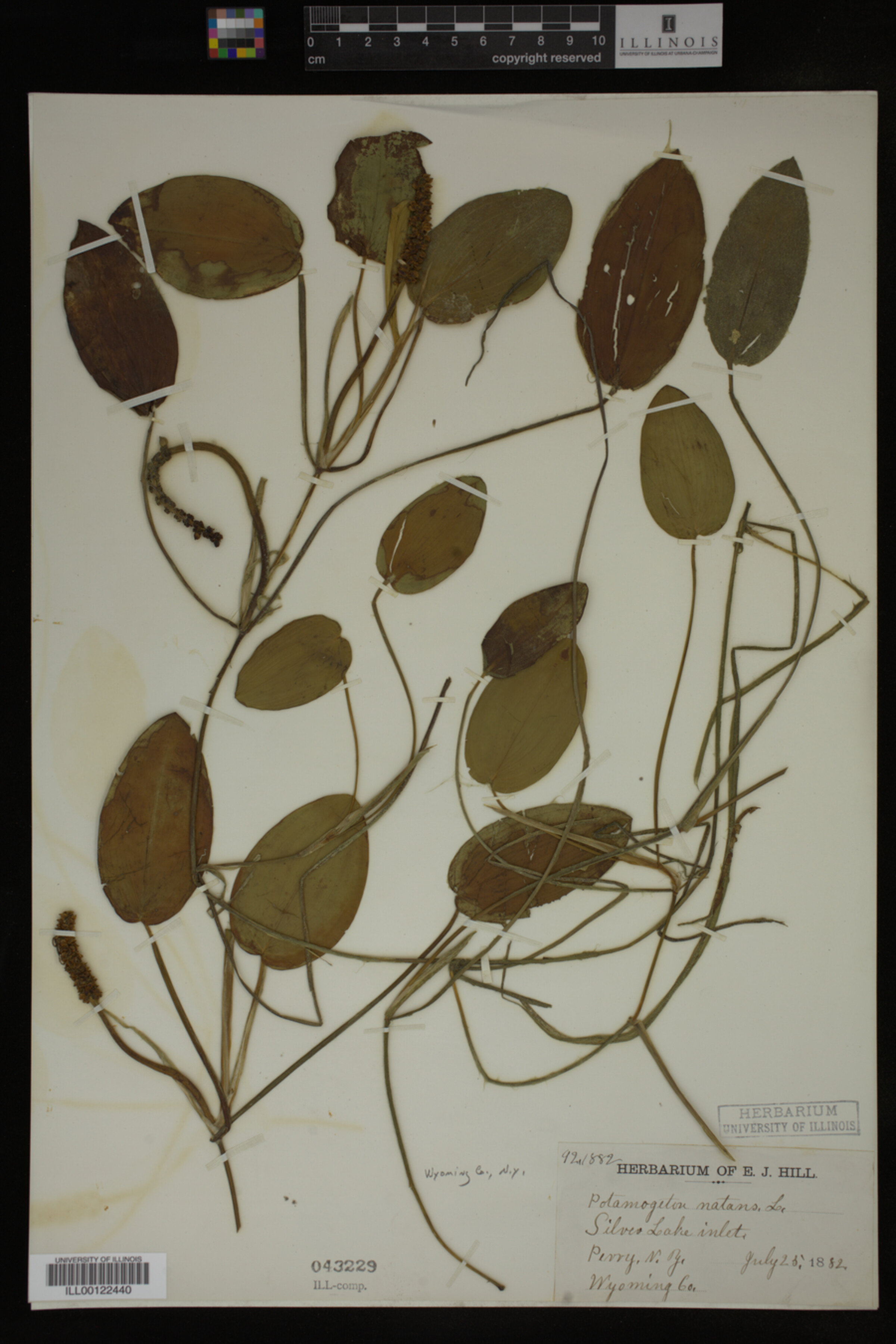 Potamogeton natans image
