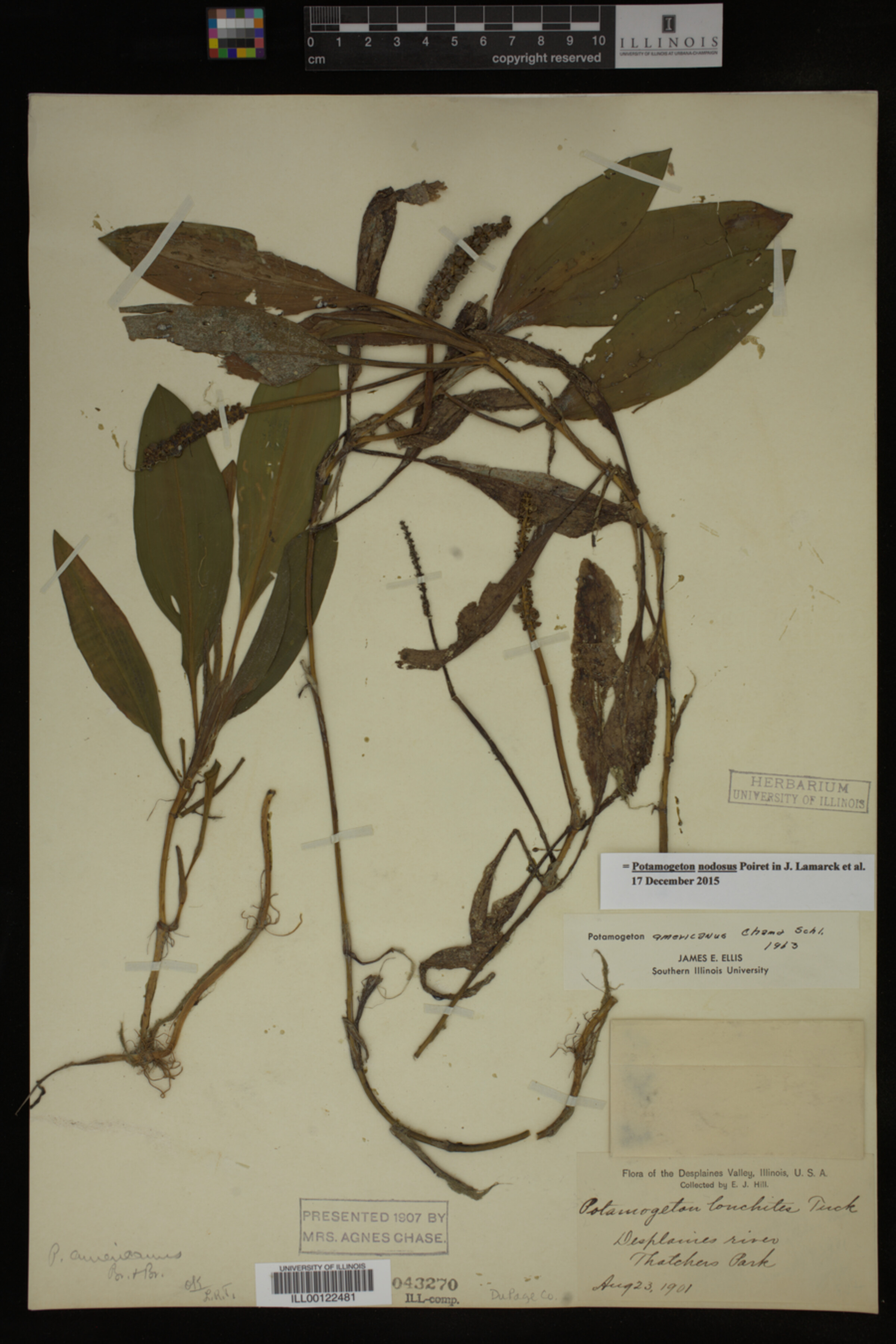 Potamogeton nodosus image