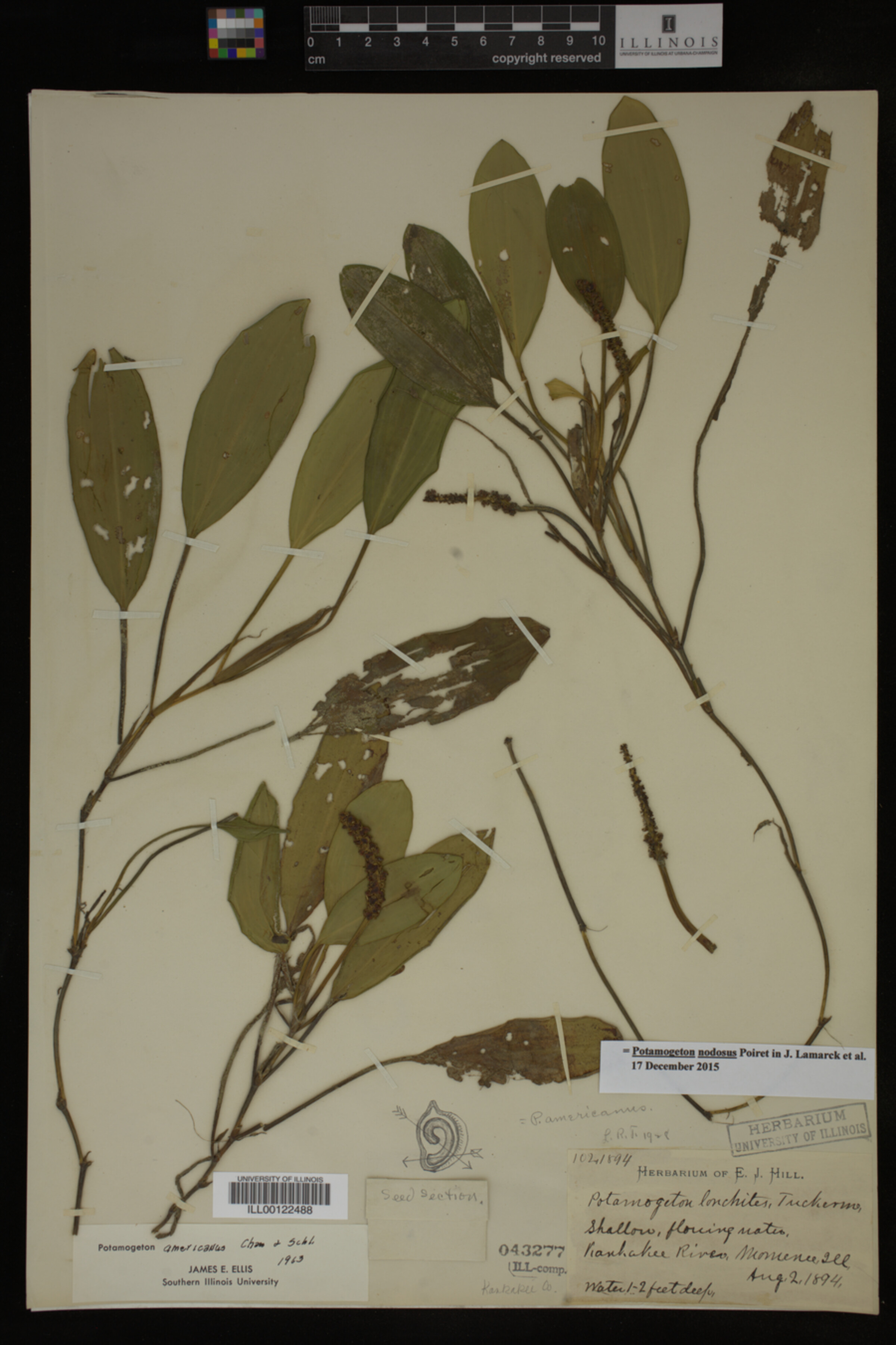 Potamogeton nodosus image
