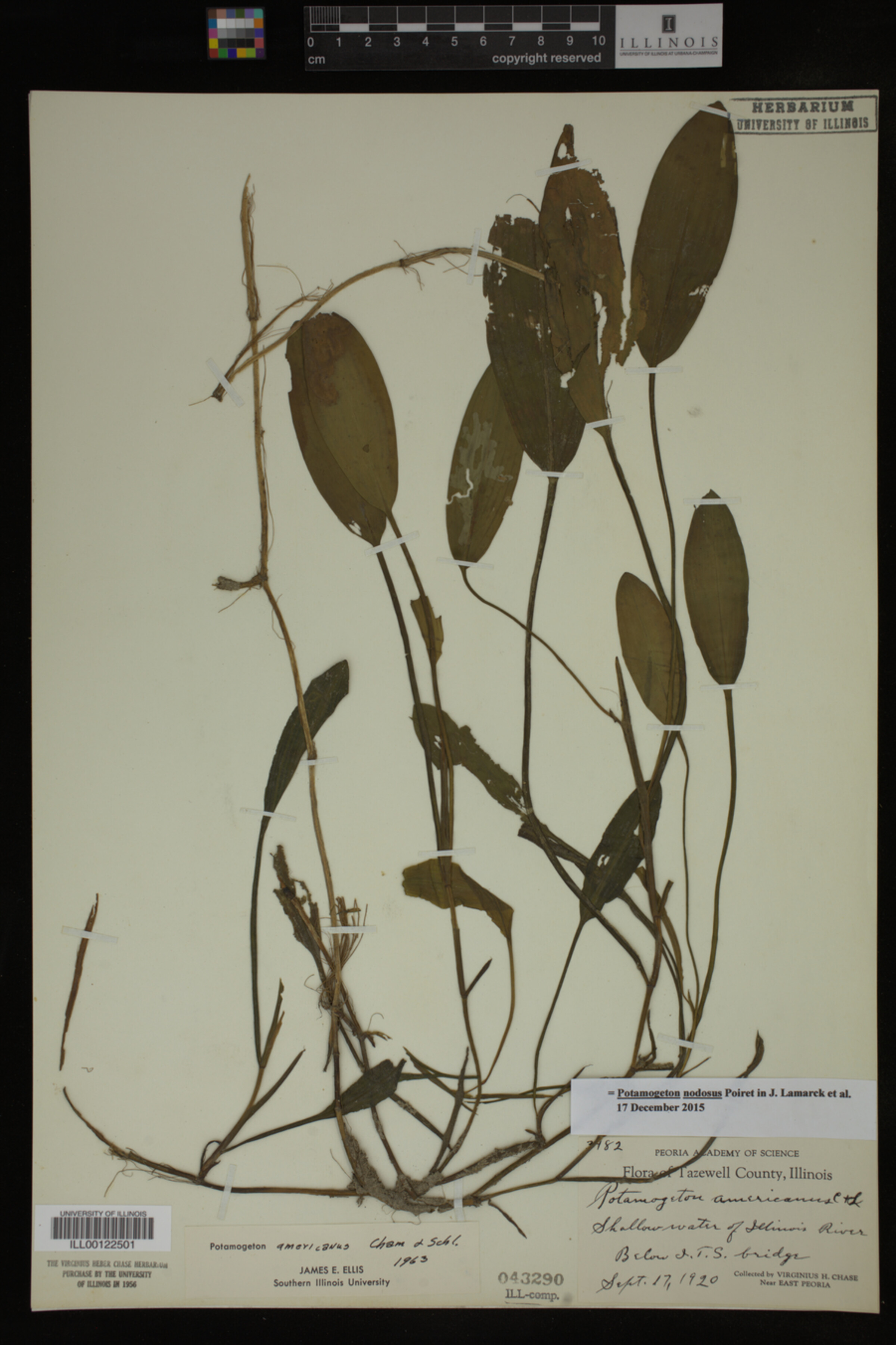 Potamogeton nodosus image