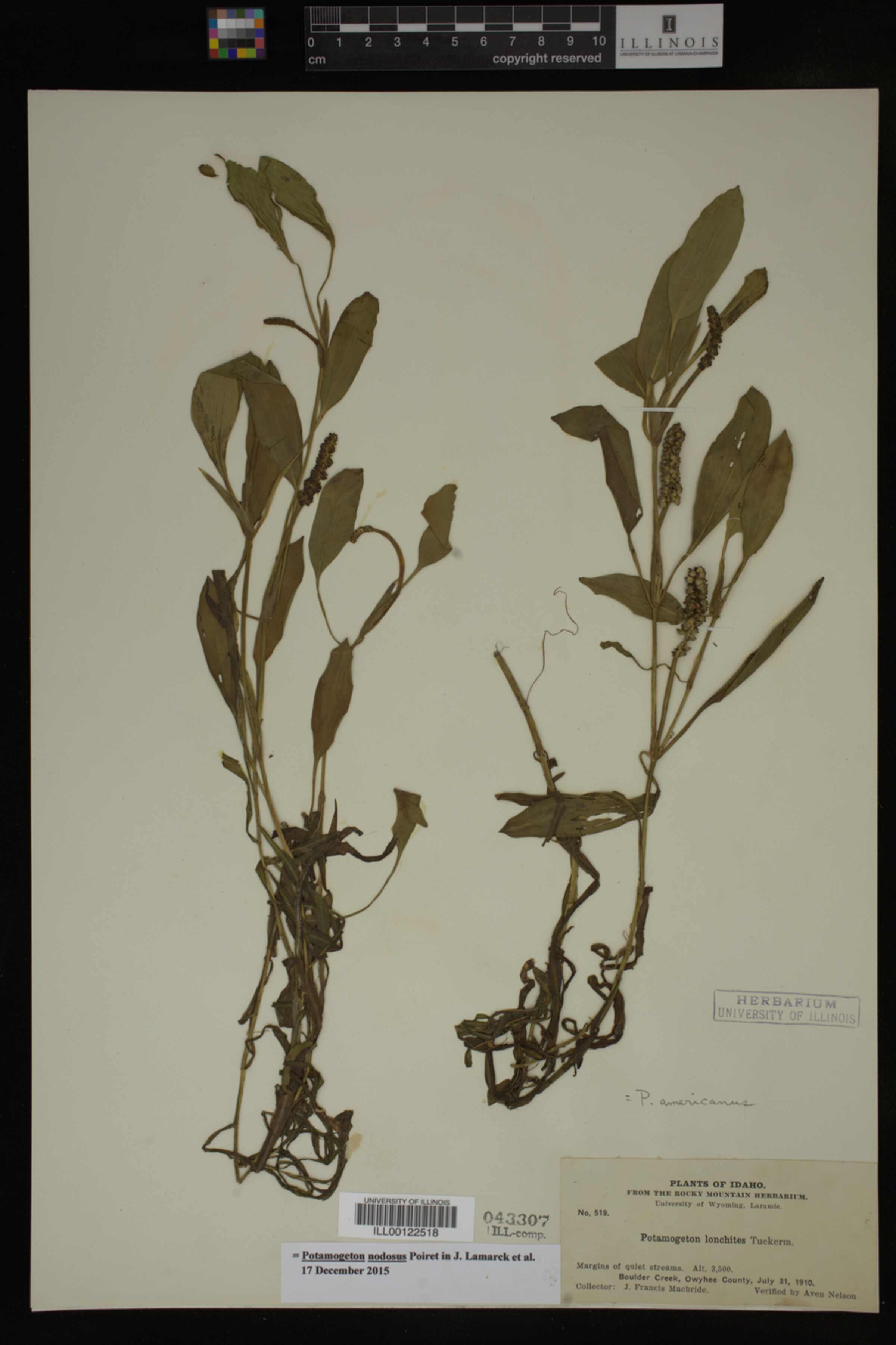 Potamogeton nodosus image