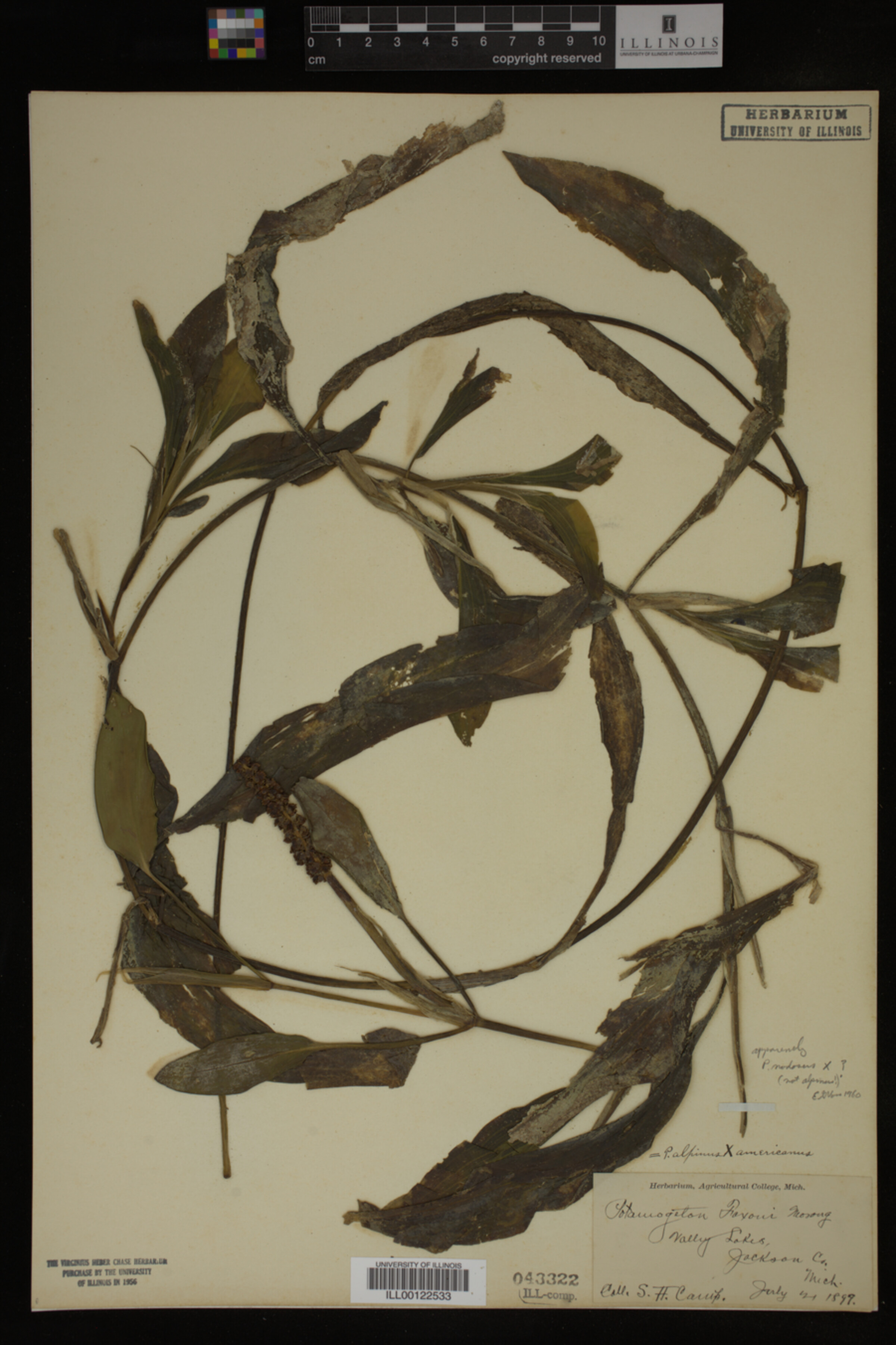 Potamogeton nodosus image