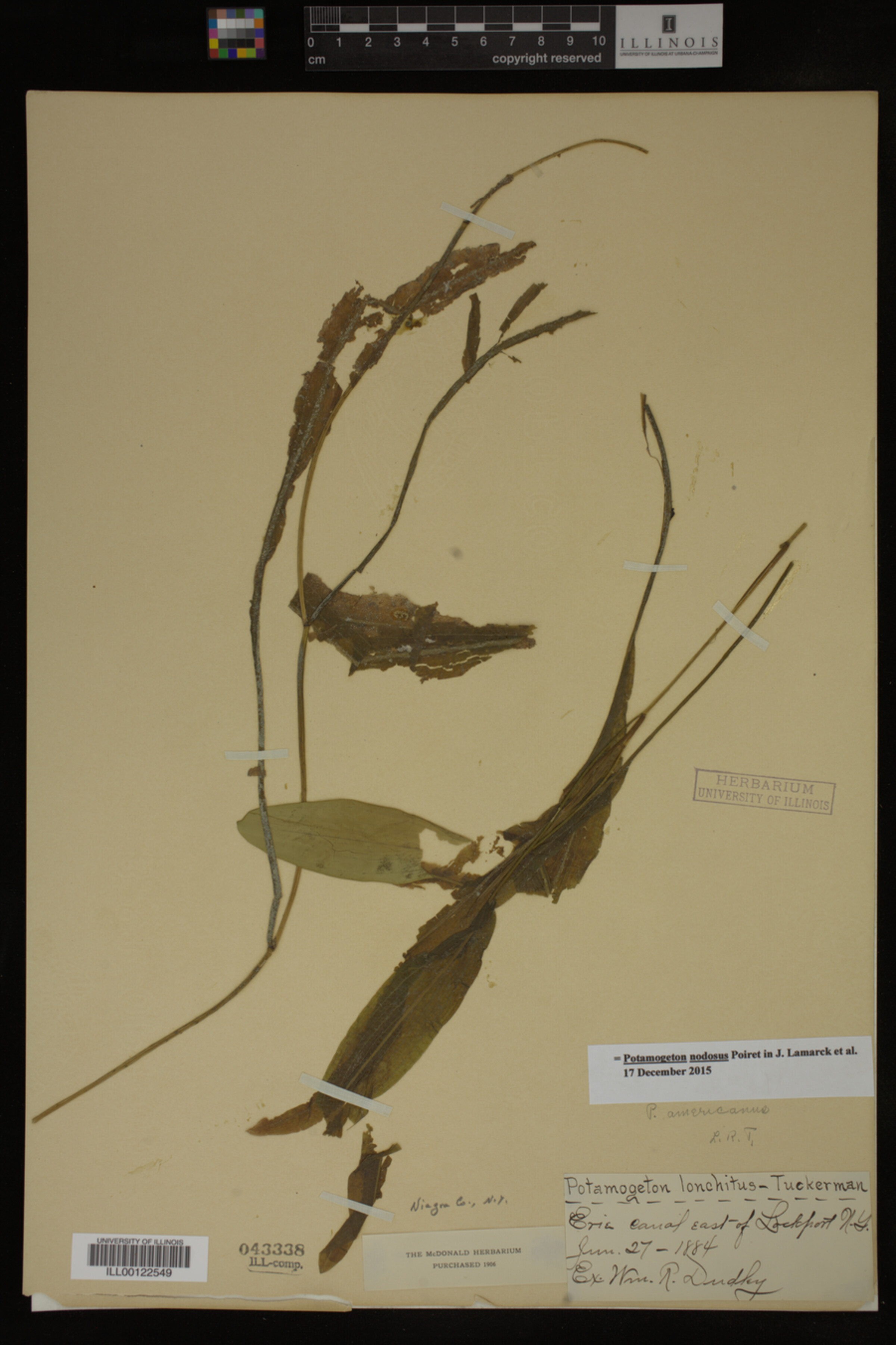 Potamogeton nodosus image