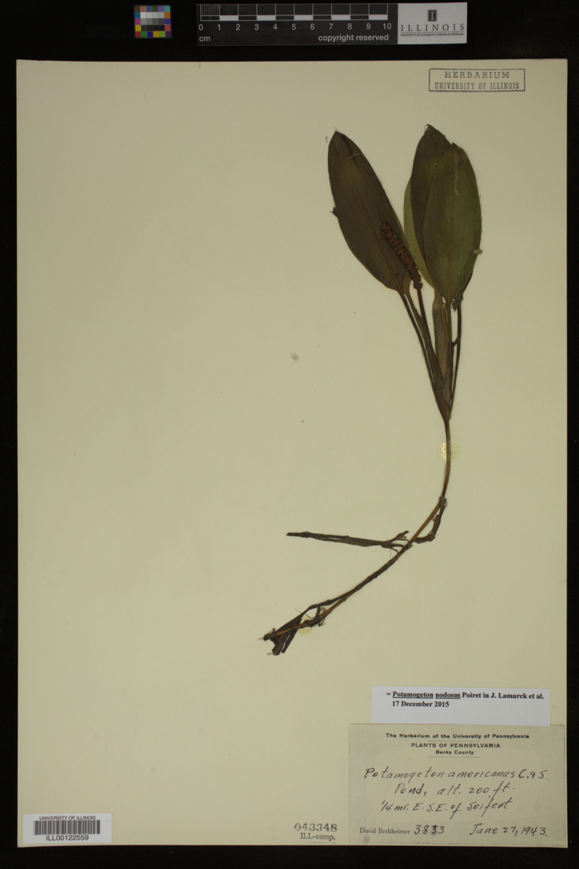 Potamogeton nodosus image