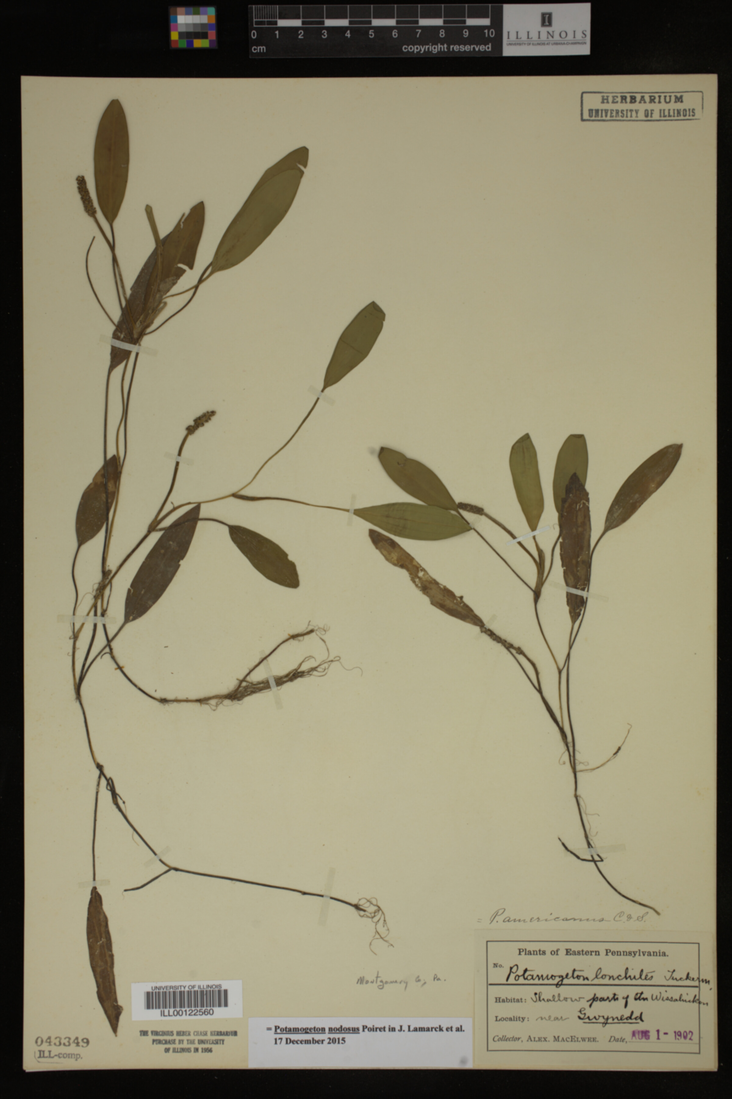 Potamogeton image
