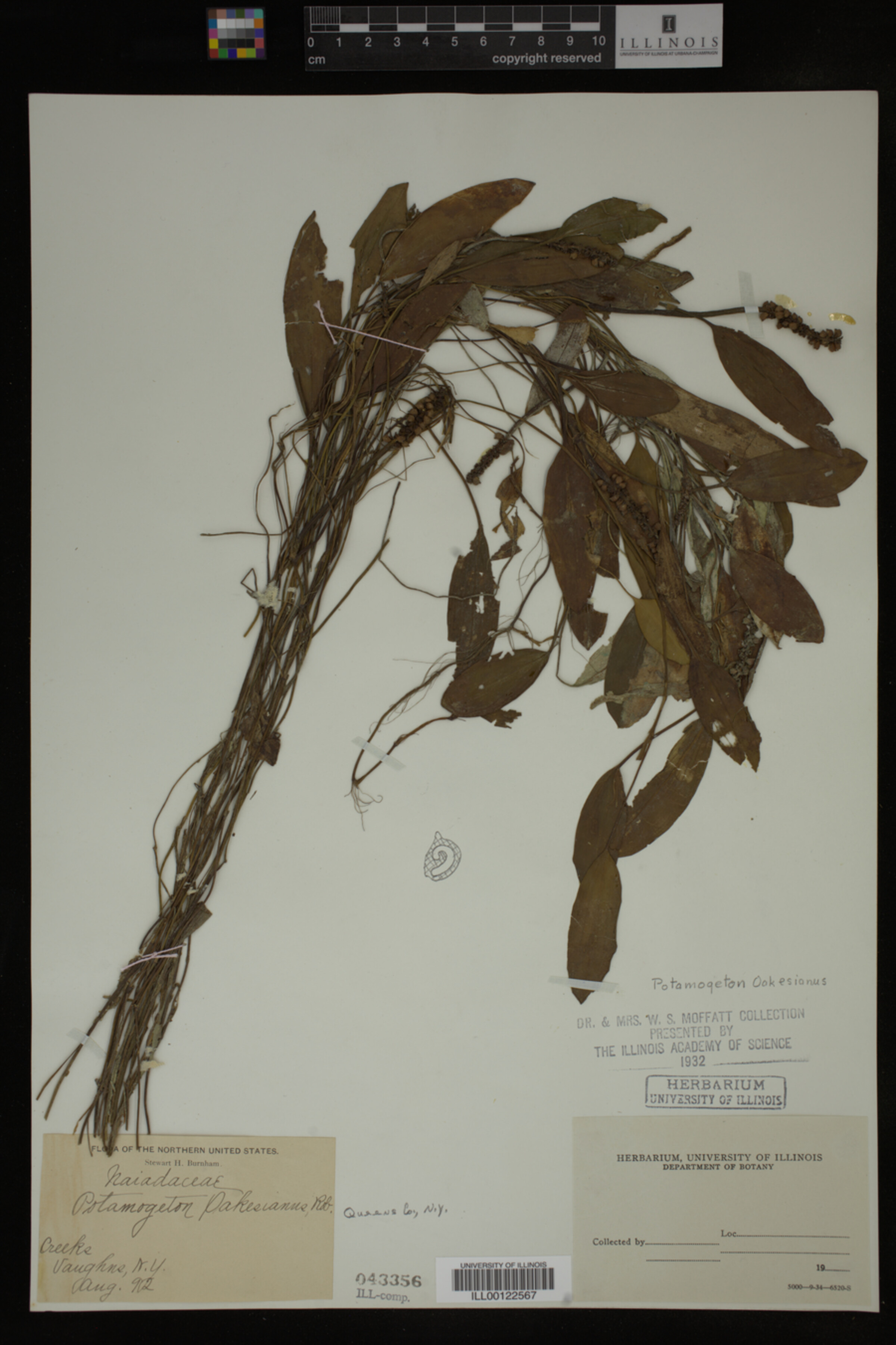 Potamogeton oakesianus image