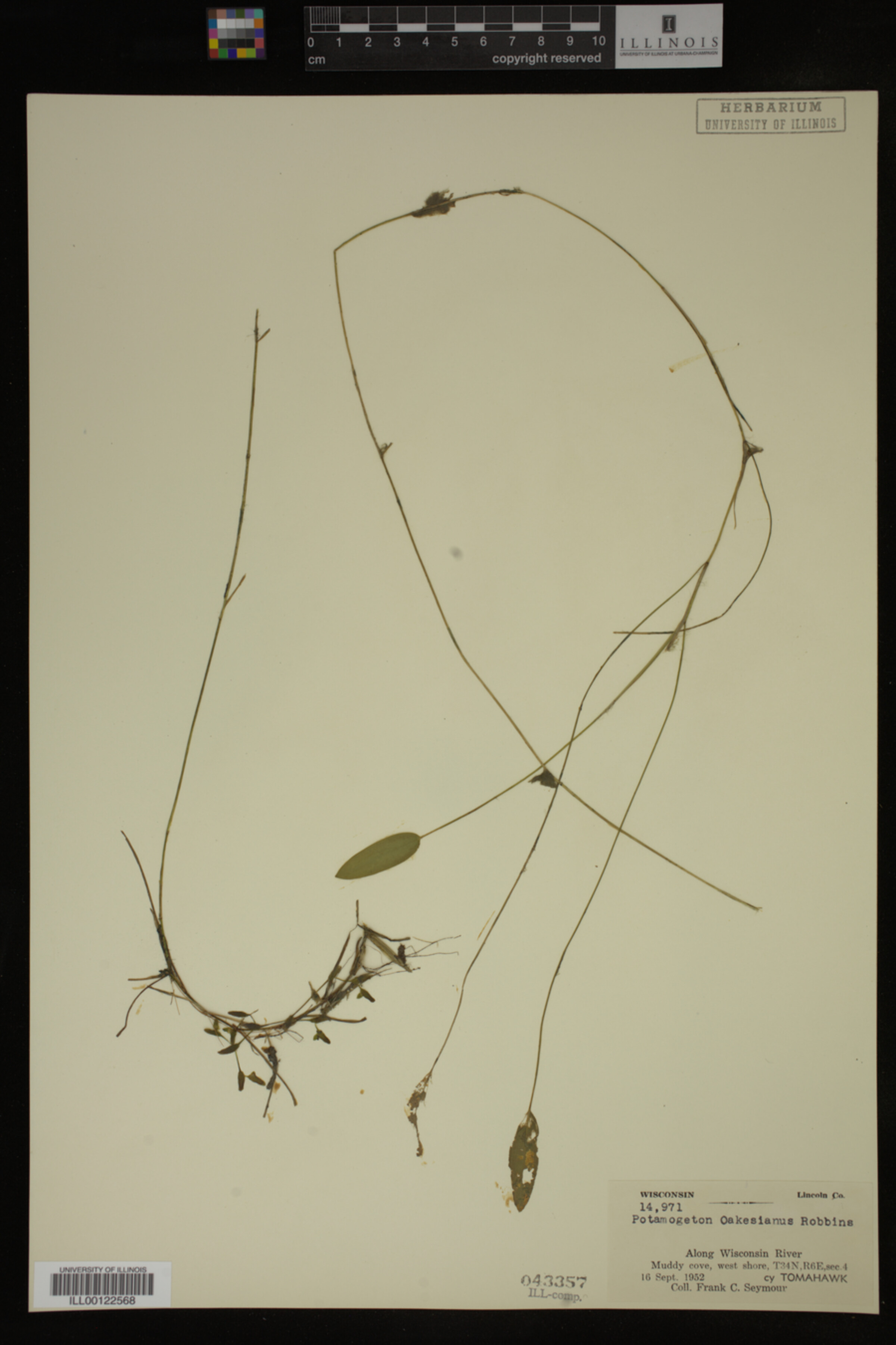 Potamogeton oakesianus image