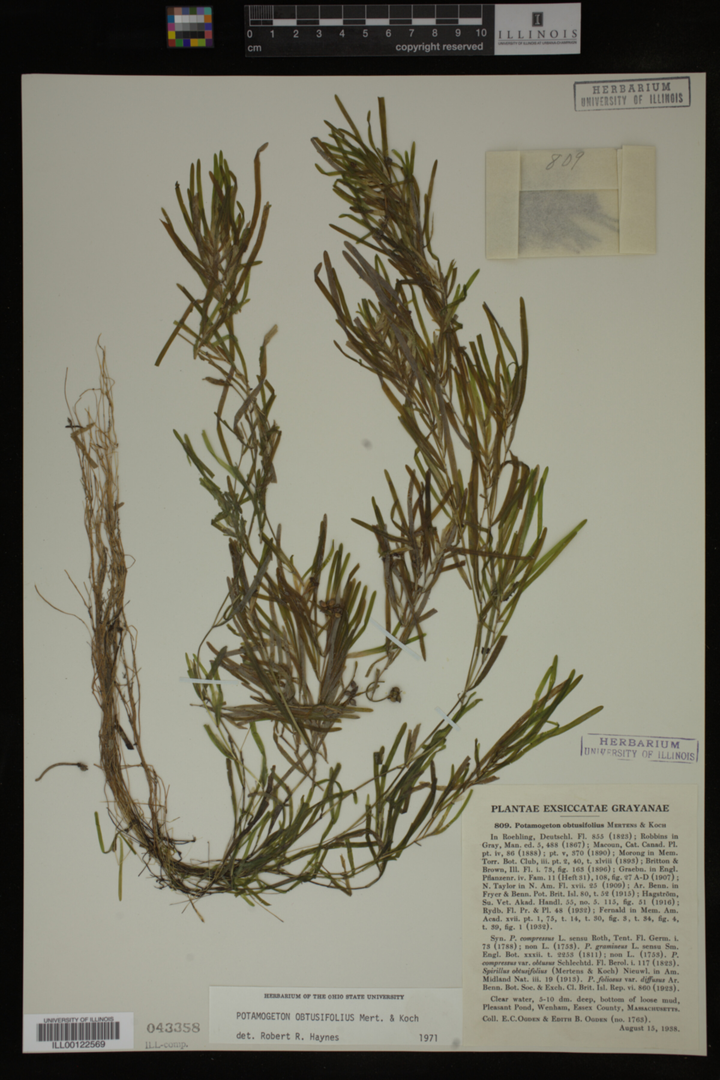 Potamogeton obtusifolius image