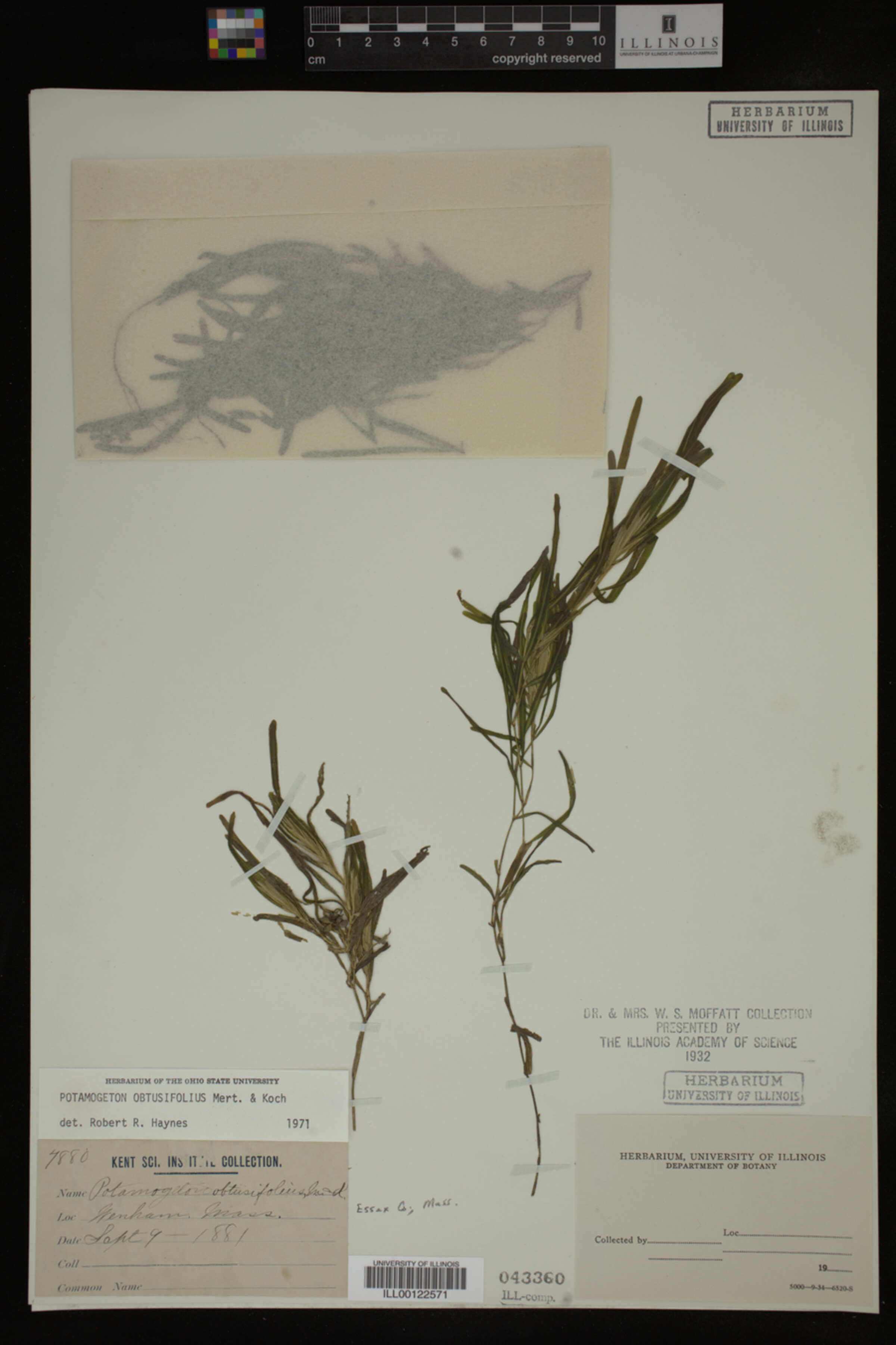 Potamogeton obtusifolius image