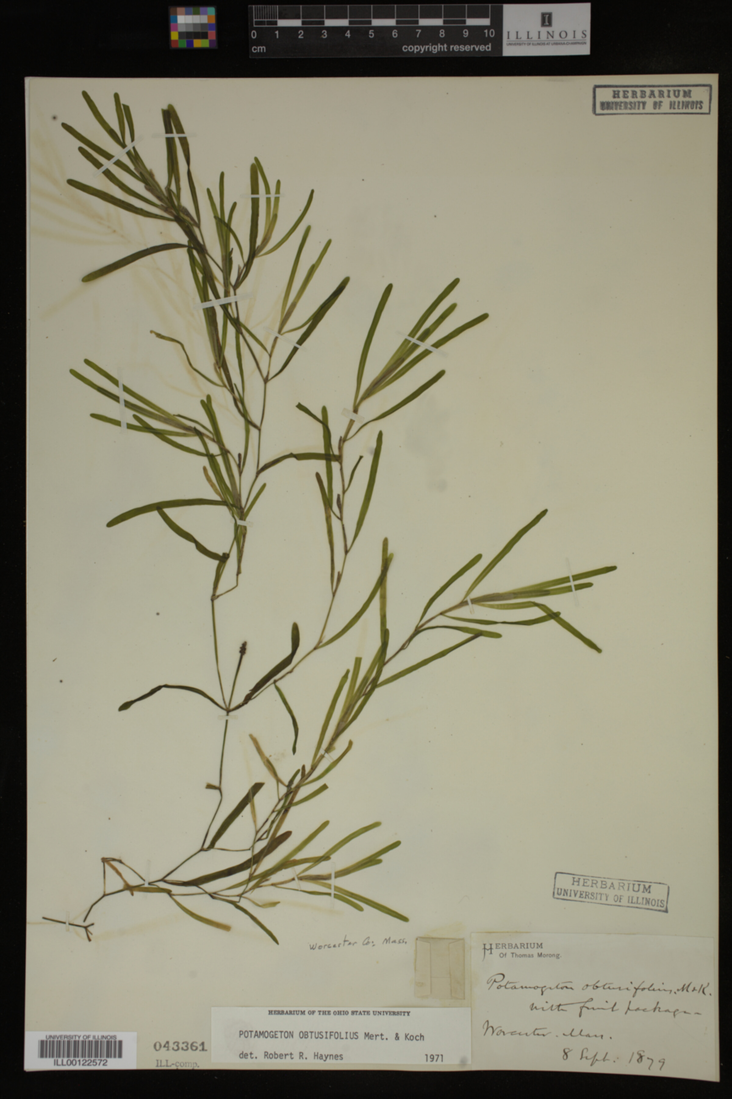 Potamogeton obtusifolius image
