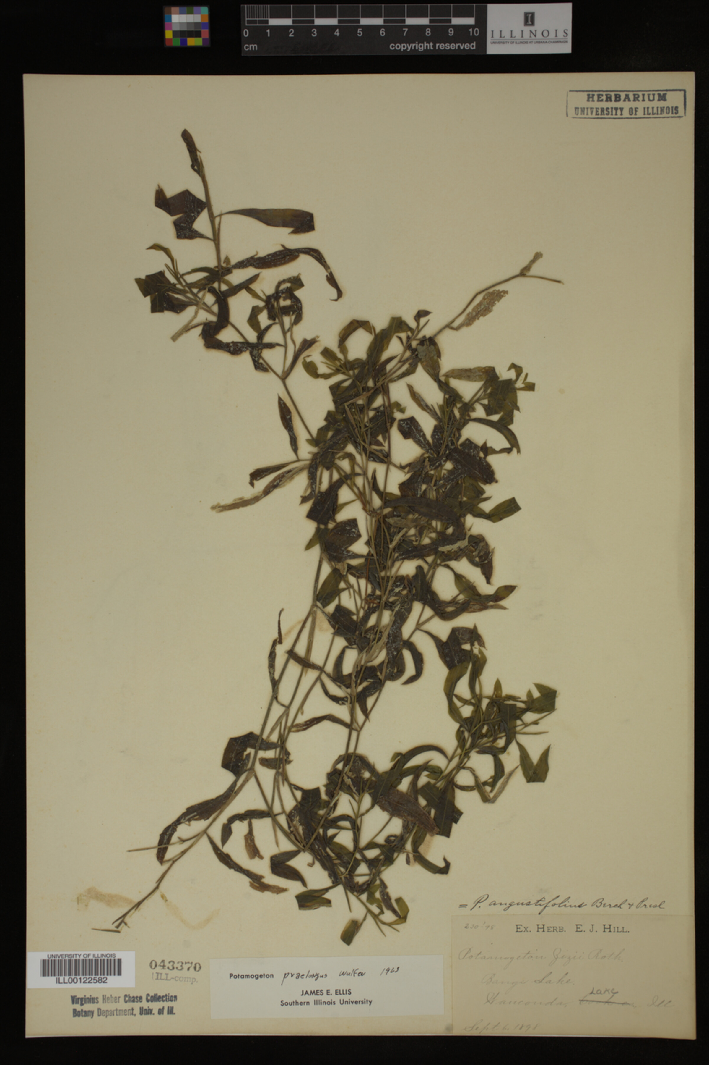 Potamogeton praelongus image