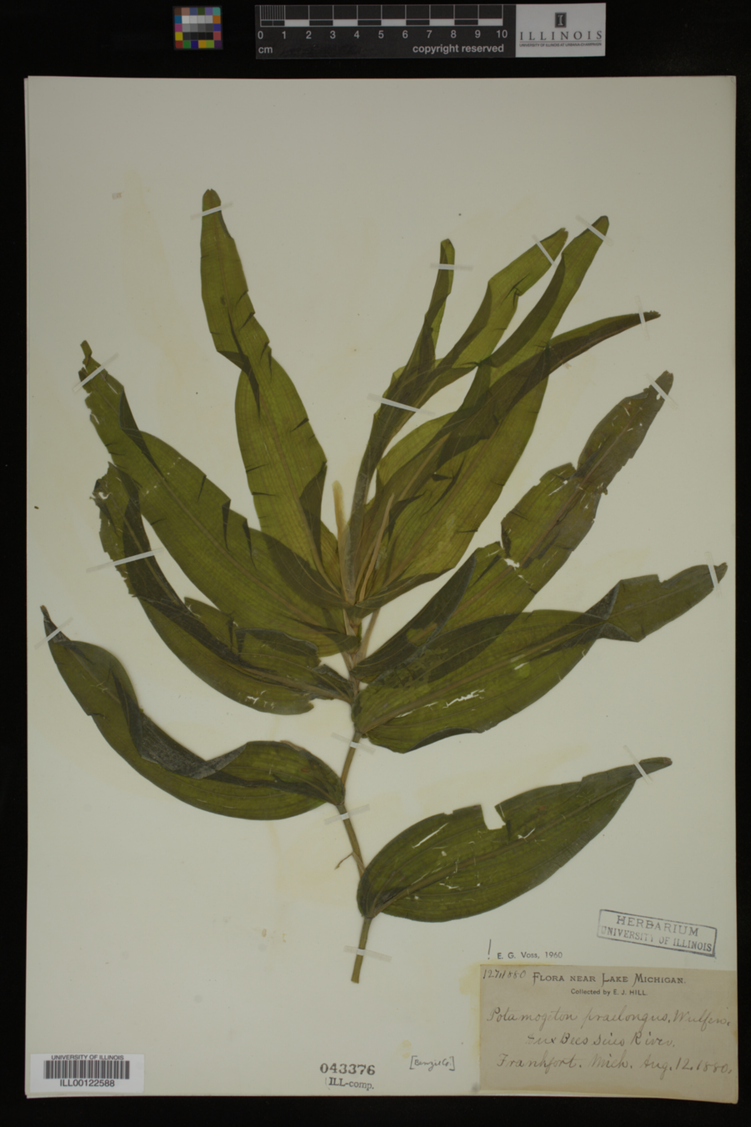 Potamogeton praelongus image
