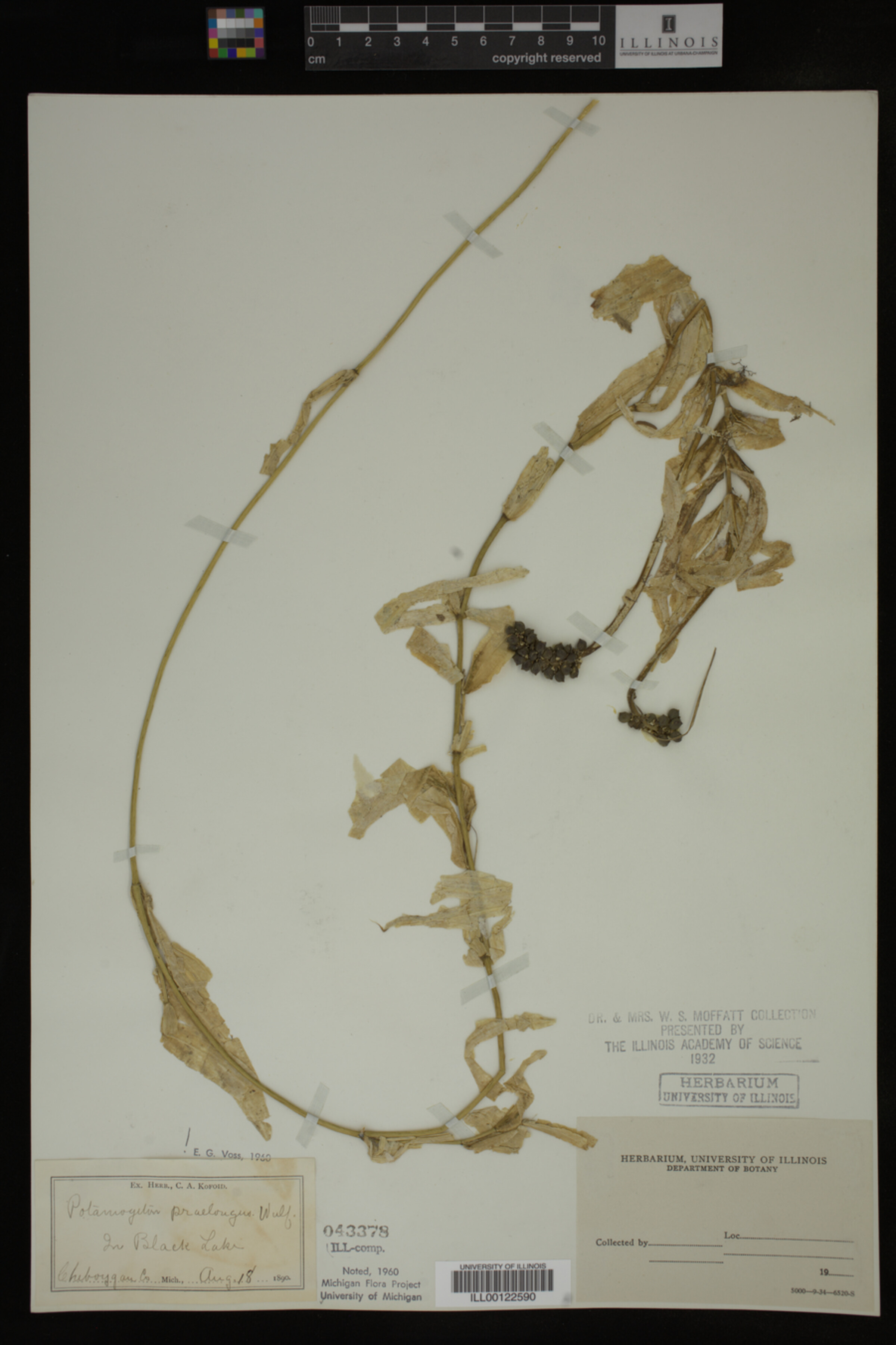 Potamogeton praelongus image