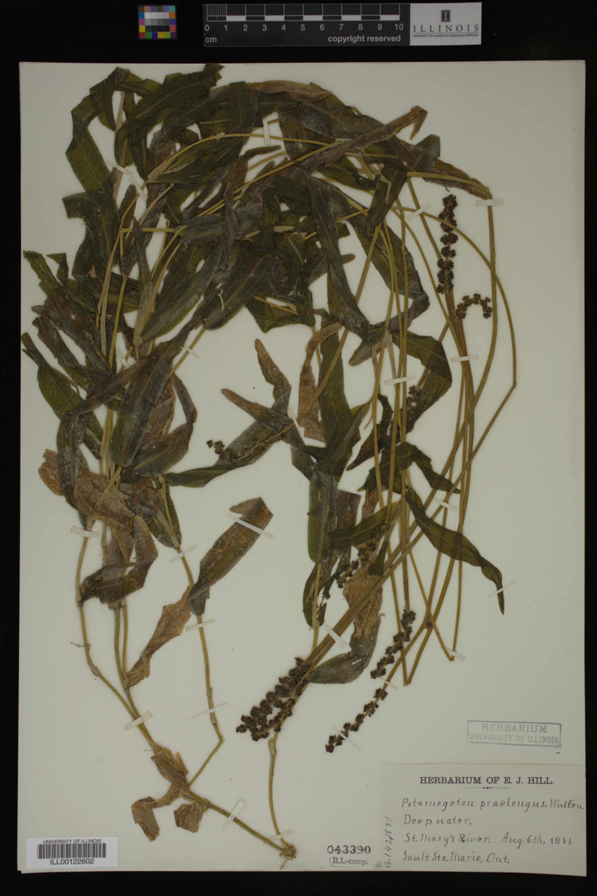 Potamogeton praelongus image