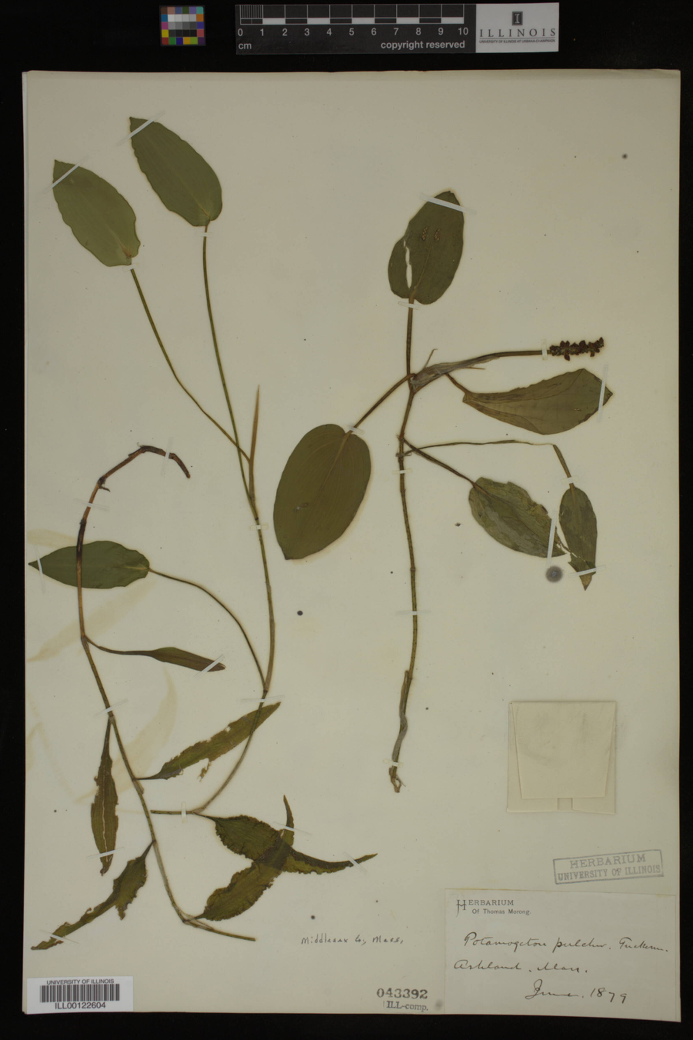 Potamogeton pulcher image