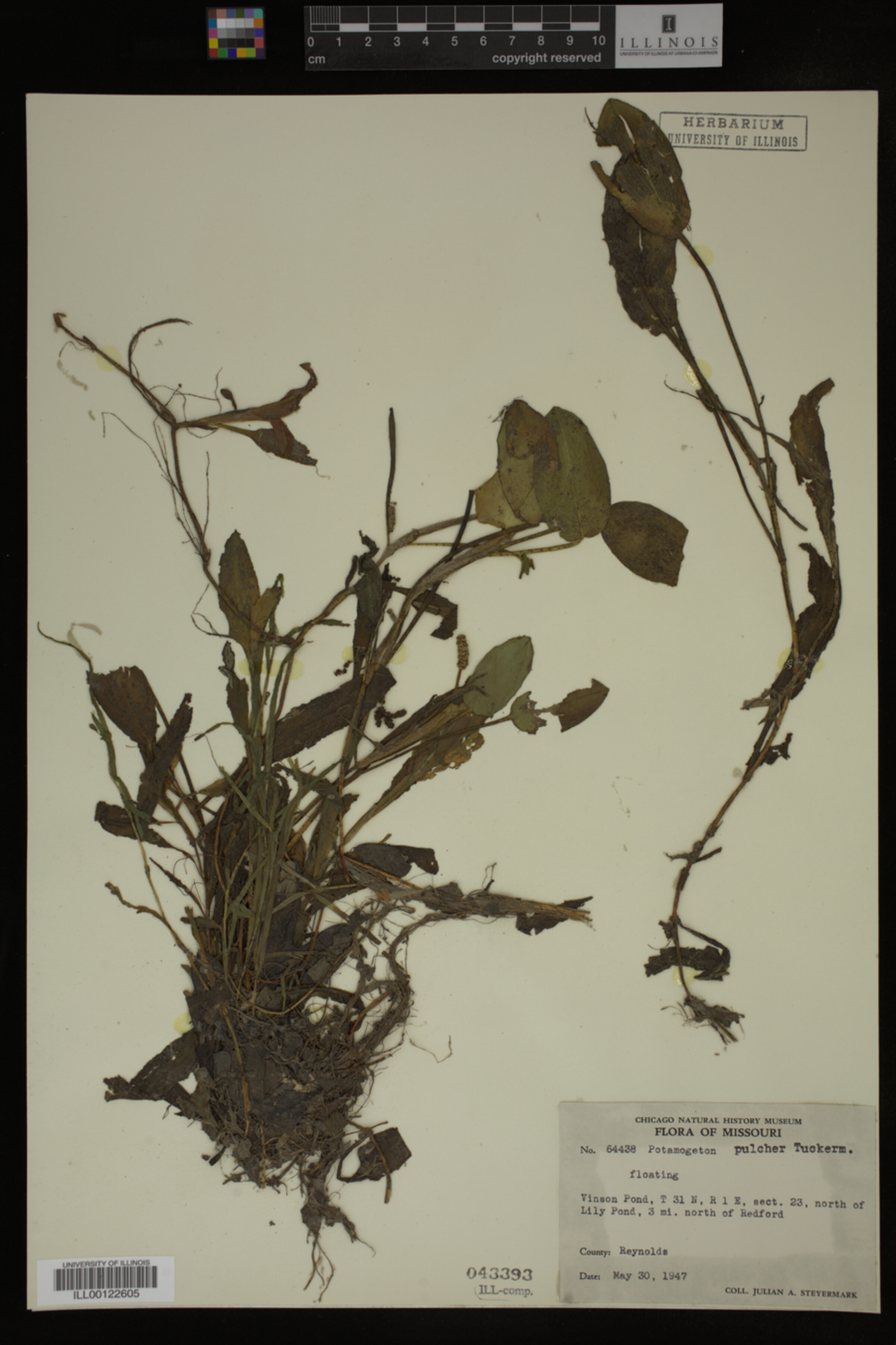 Potamogeton pulcher image