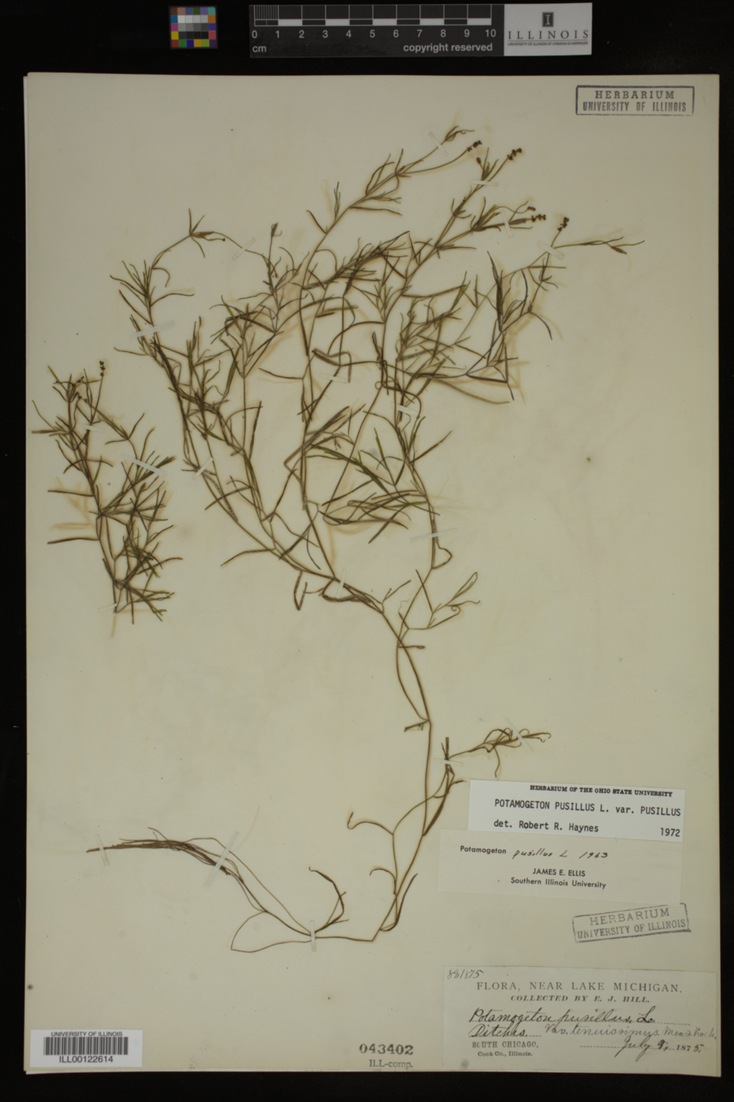 Potamogeton pusillus image