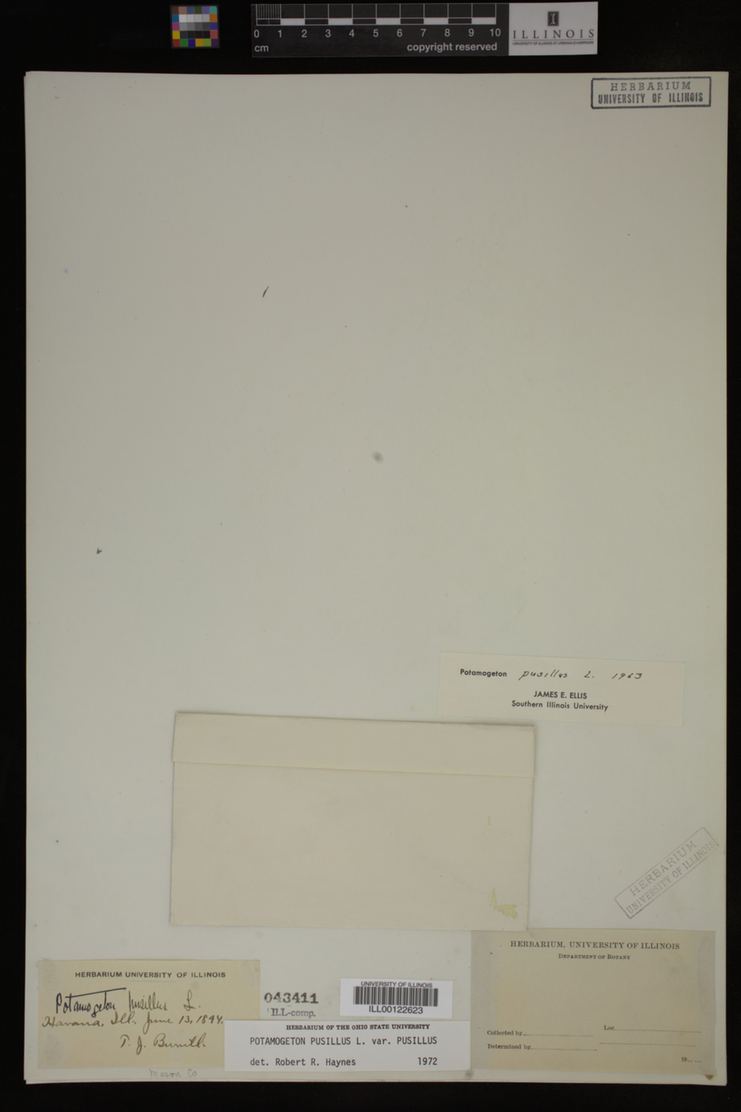 Potamogeton pusillus var. pusillus image