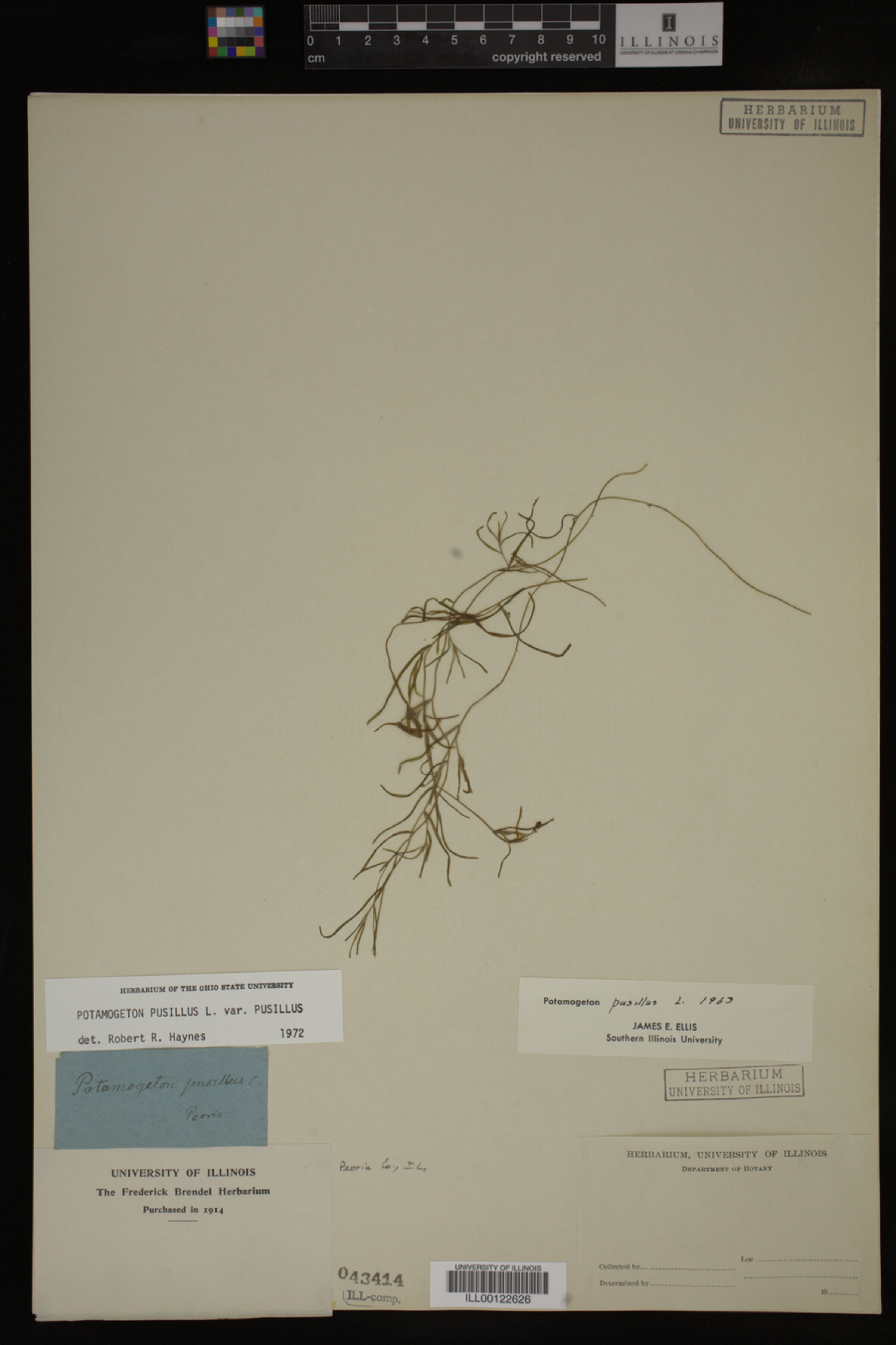 Potamogeton pusillus var. pusillus image