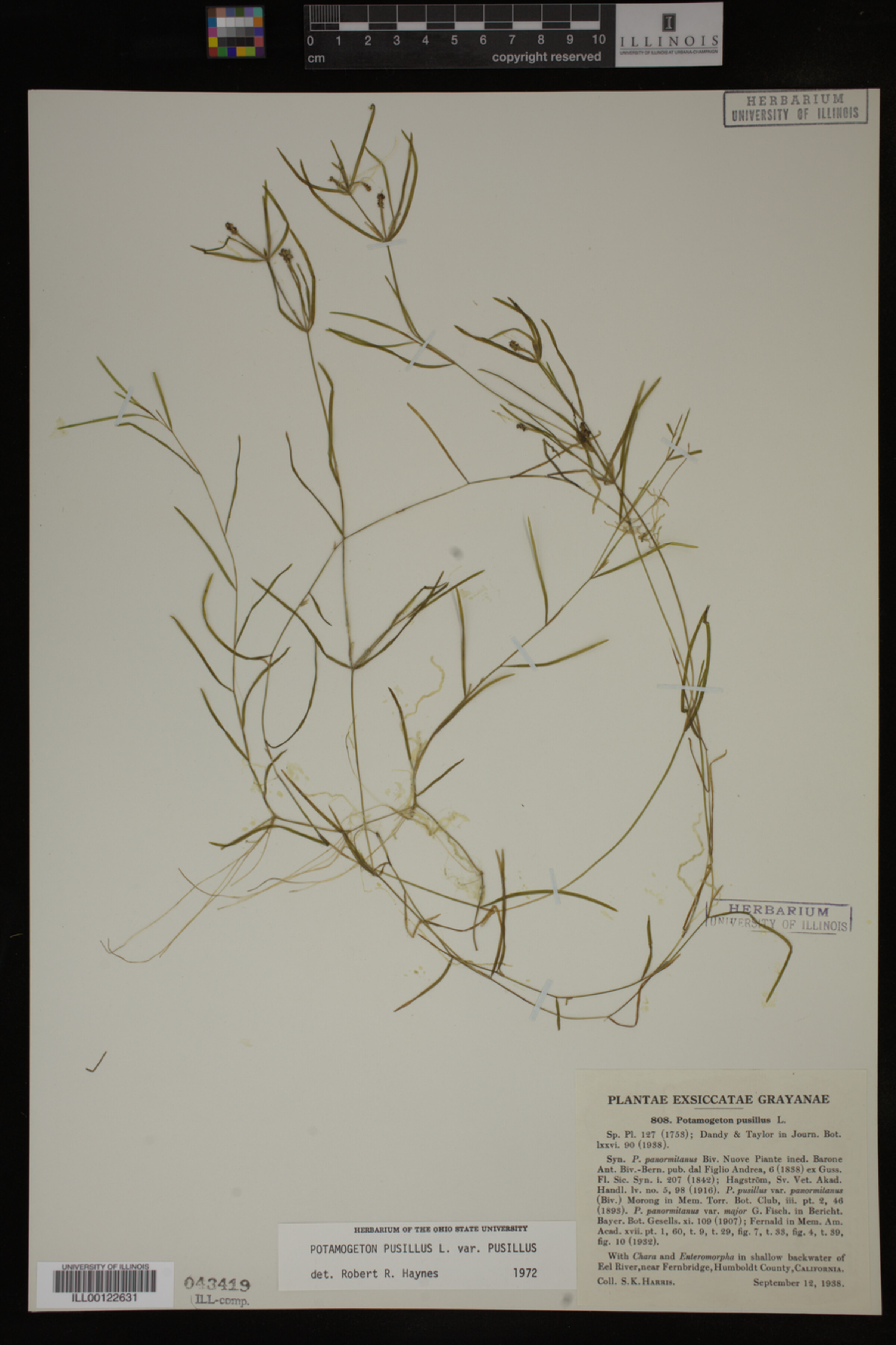 Potamogeton pusillus image
