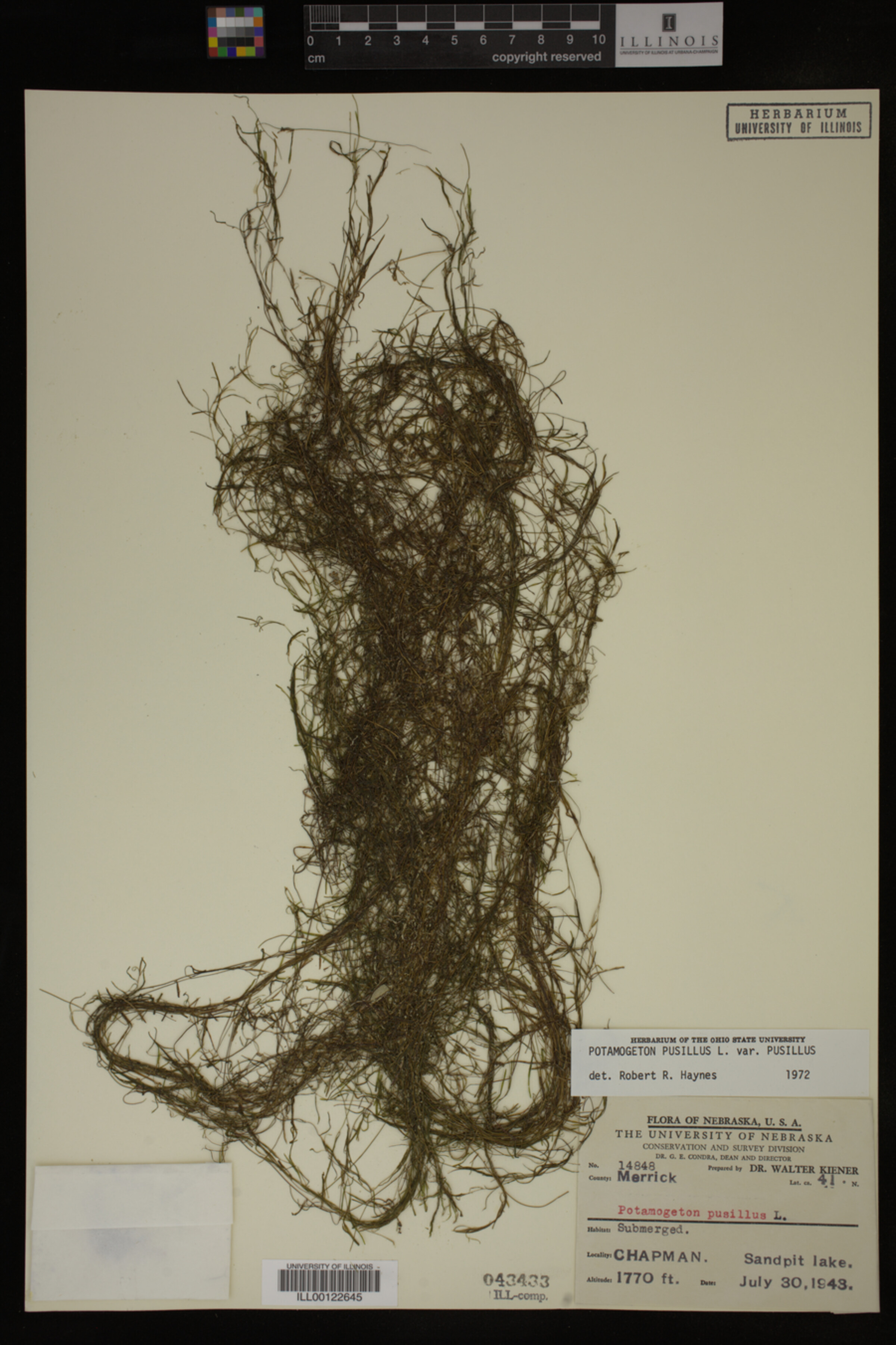 Potamogeton pusillus var. pusillus image