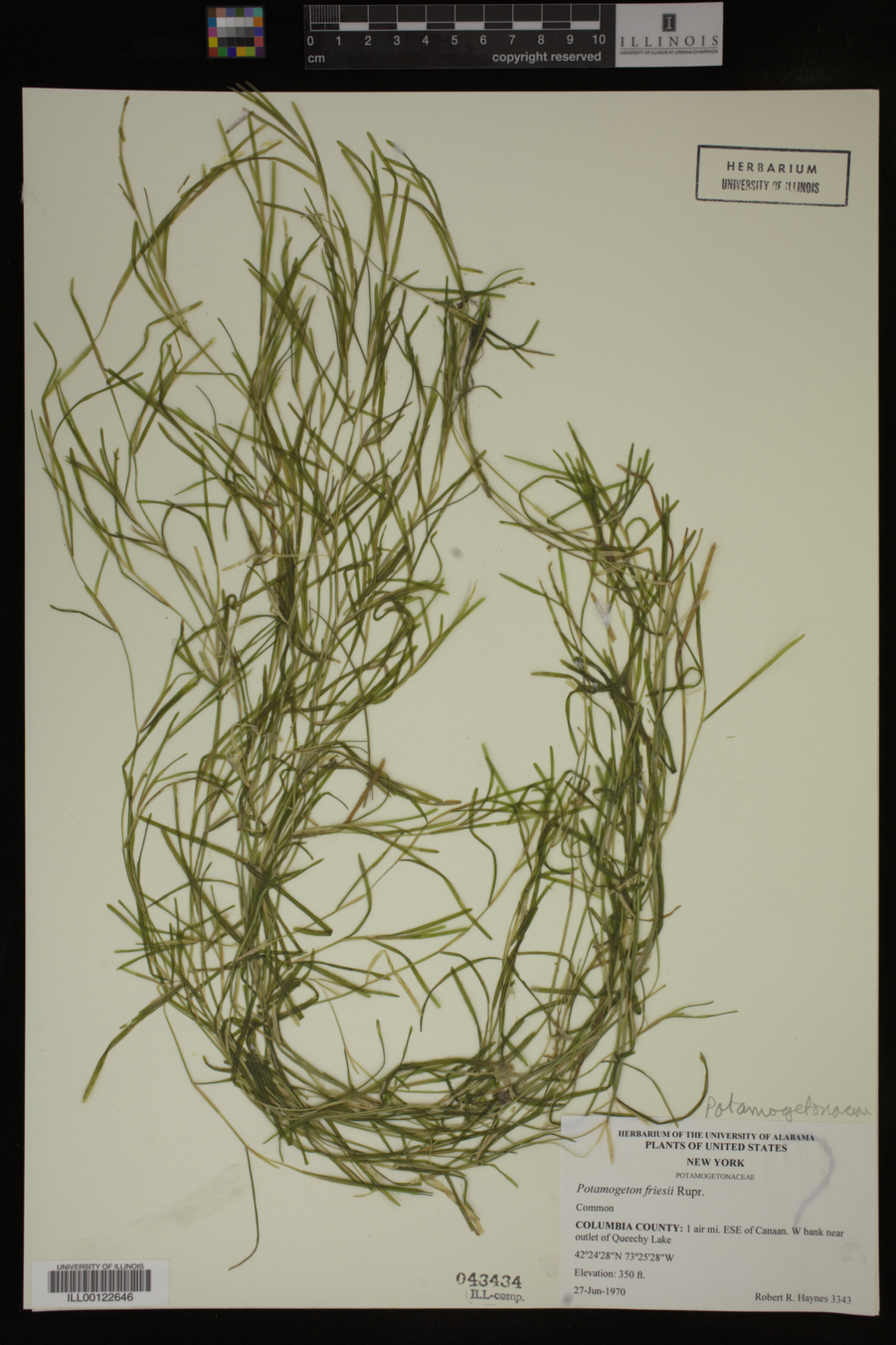 Potamogeton friesii image