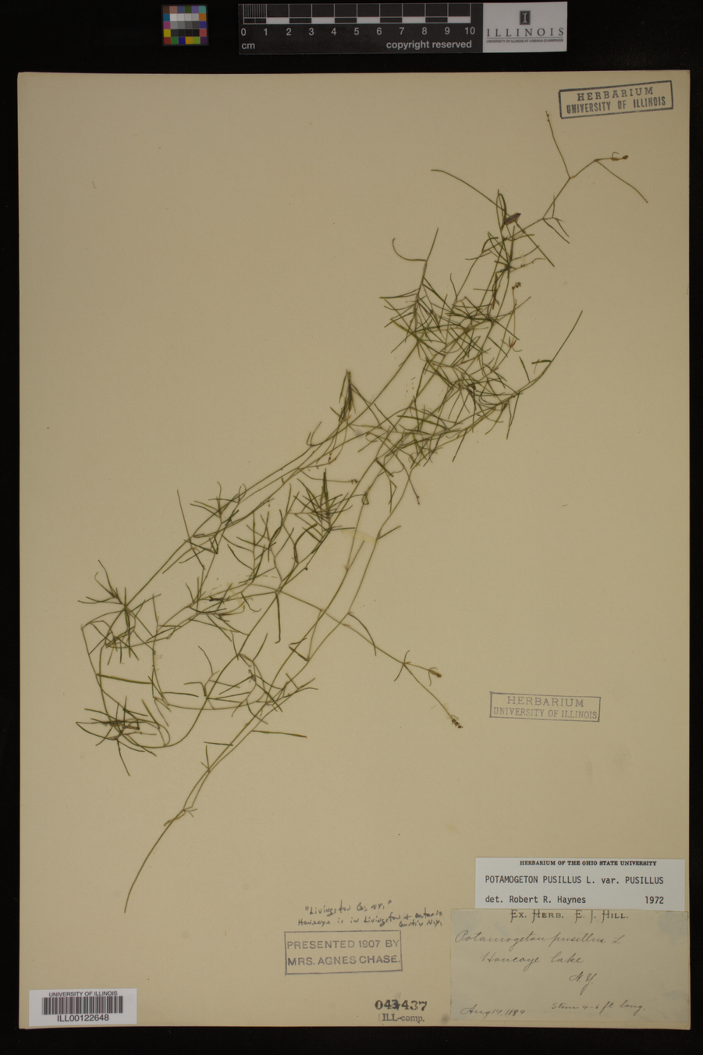 Potamogeton pusillus var. pusillus image