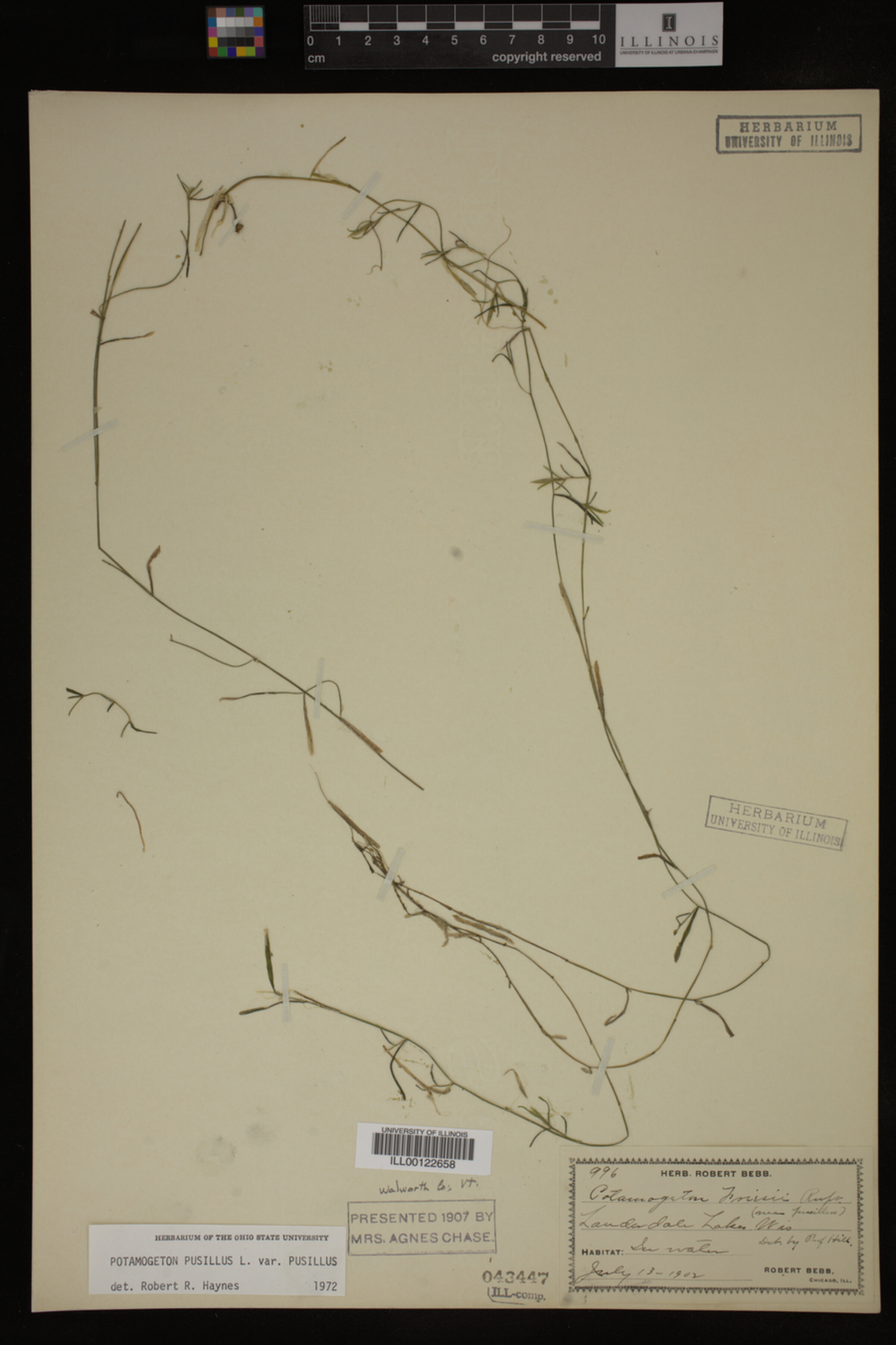 Potamogeton pusillus image