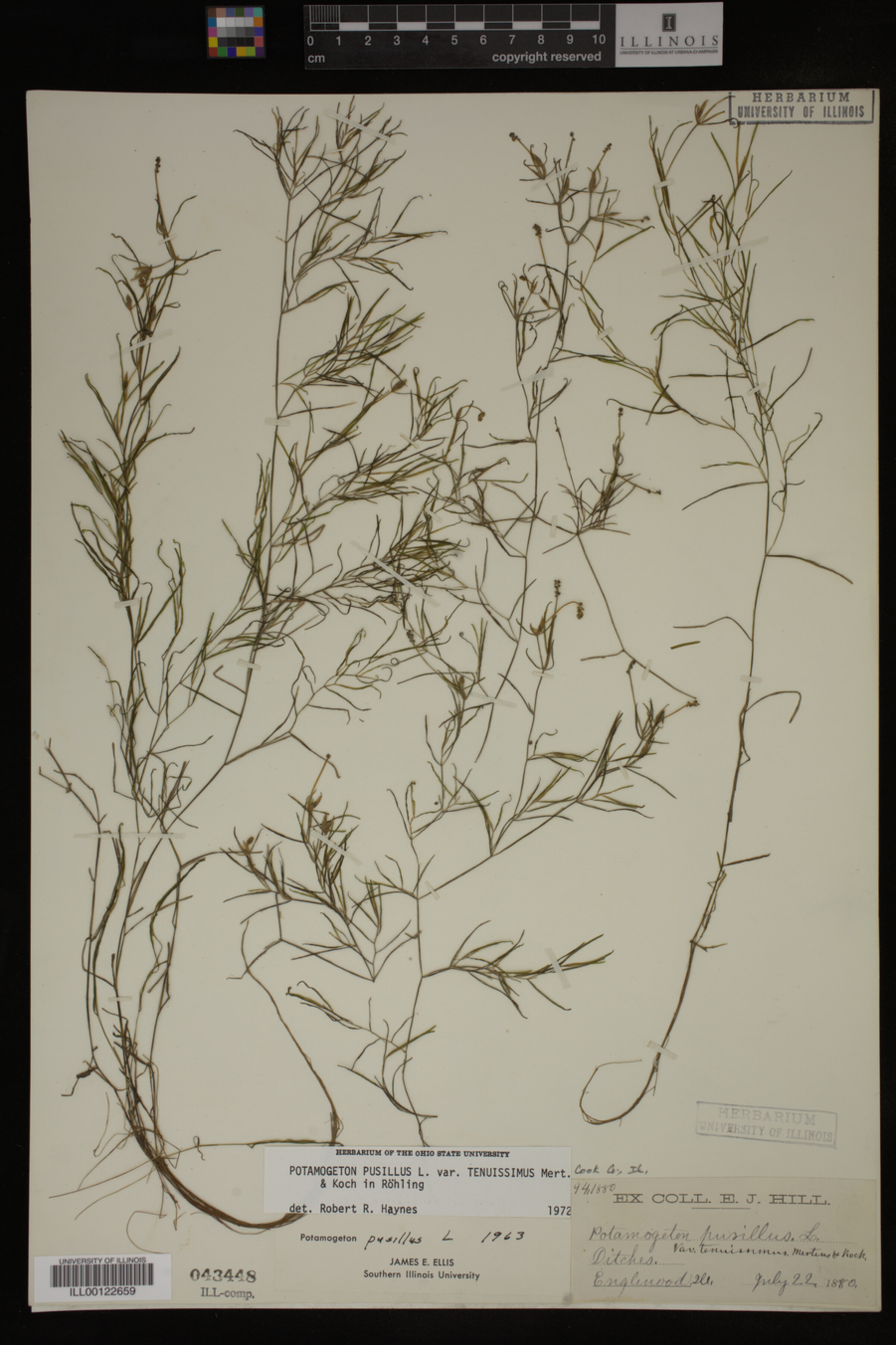 Potamogeton pusillus image