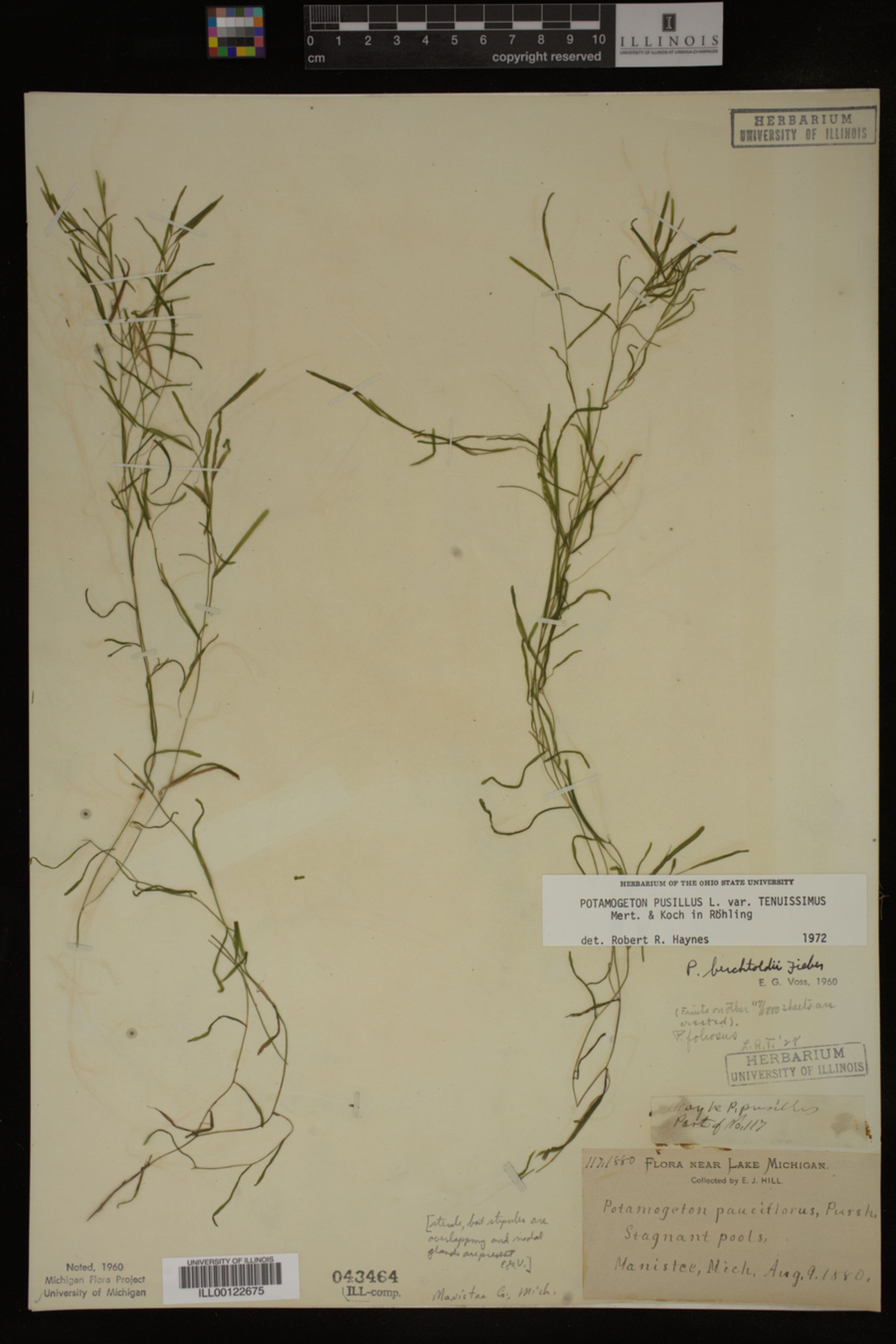 Potamogeton pusillus image