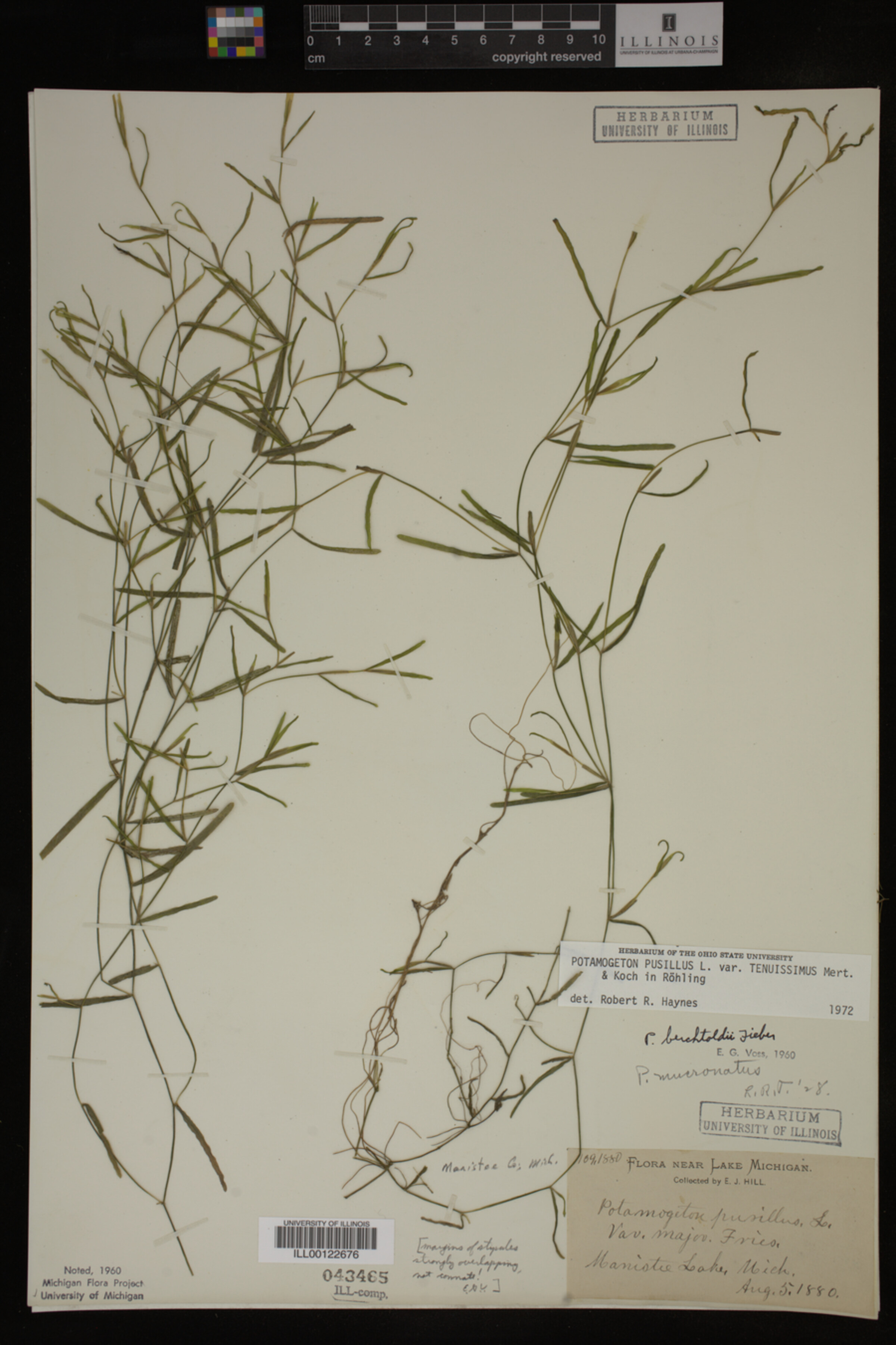Potamogeton pusillus image