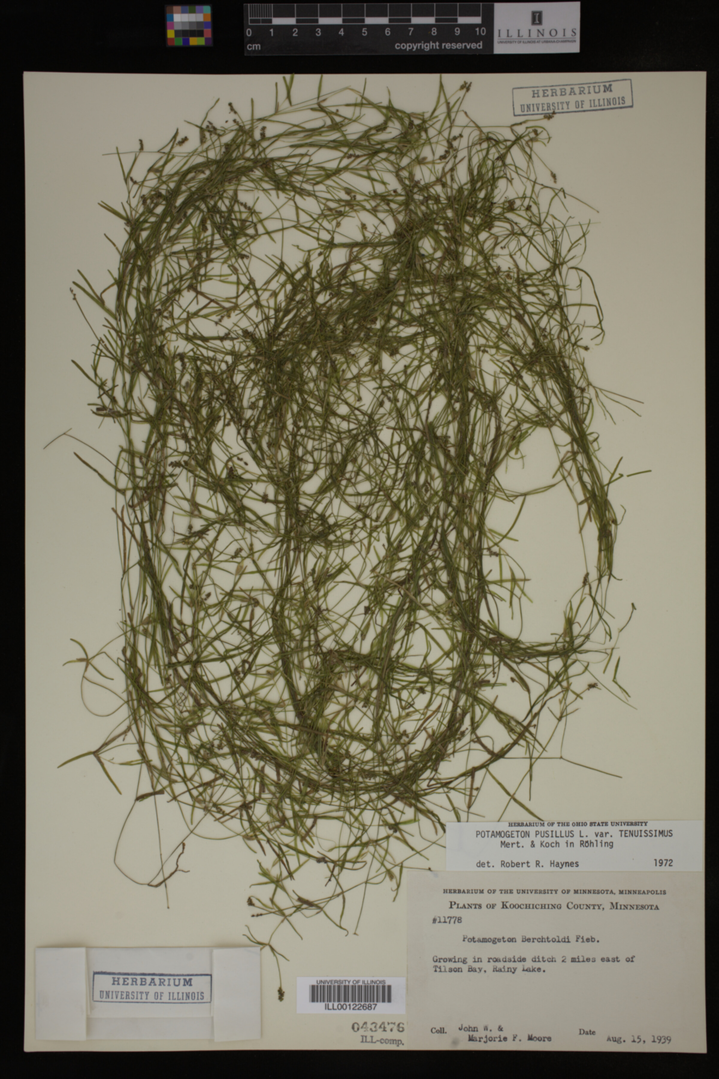 Potamogeton pusillus var. tenuissimus image