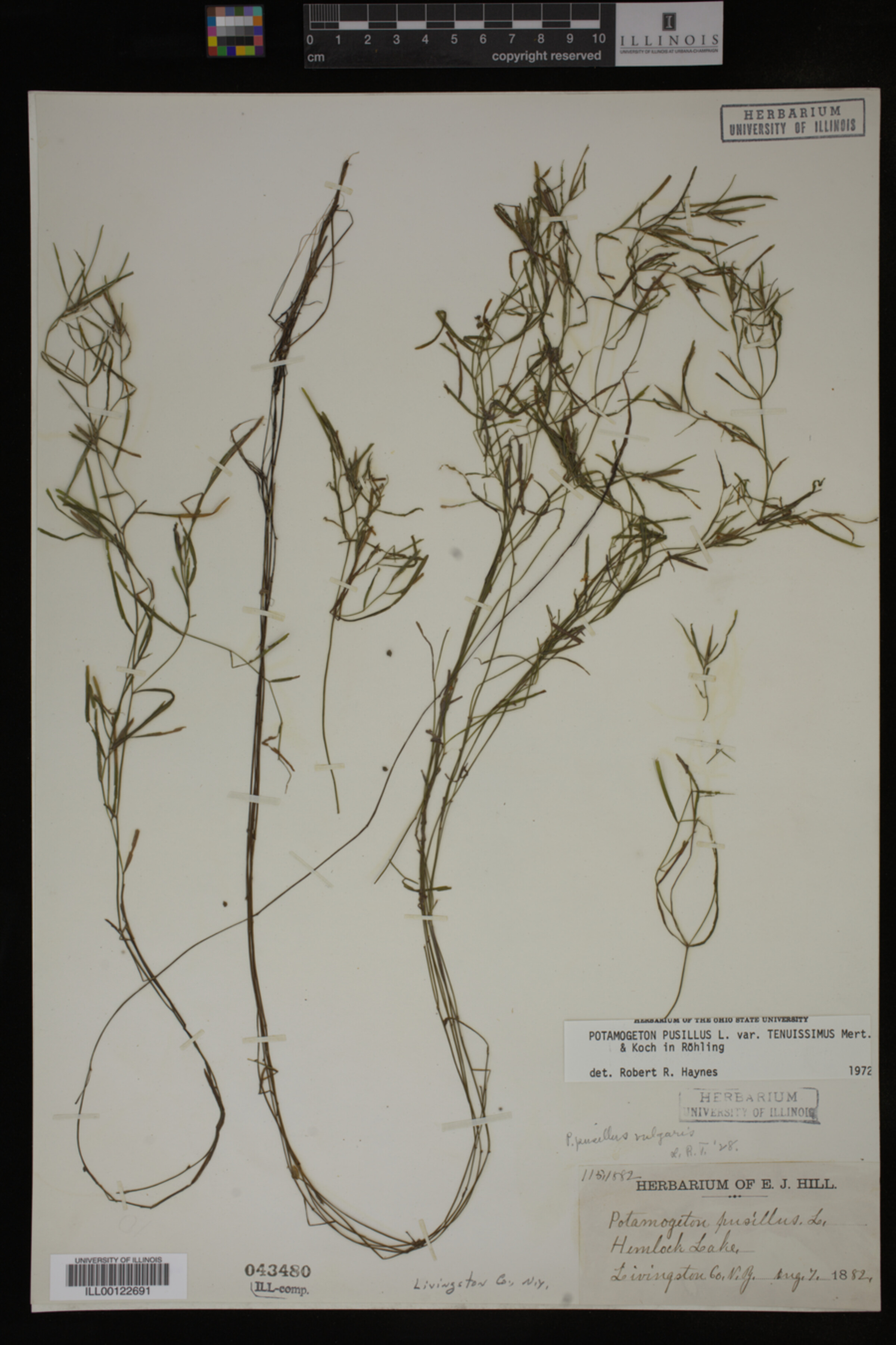 Potamogeton pusillus image