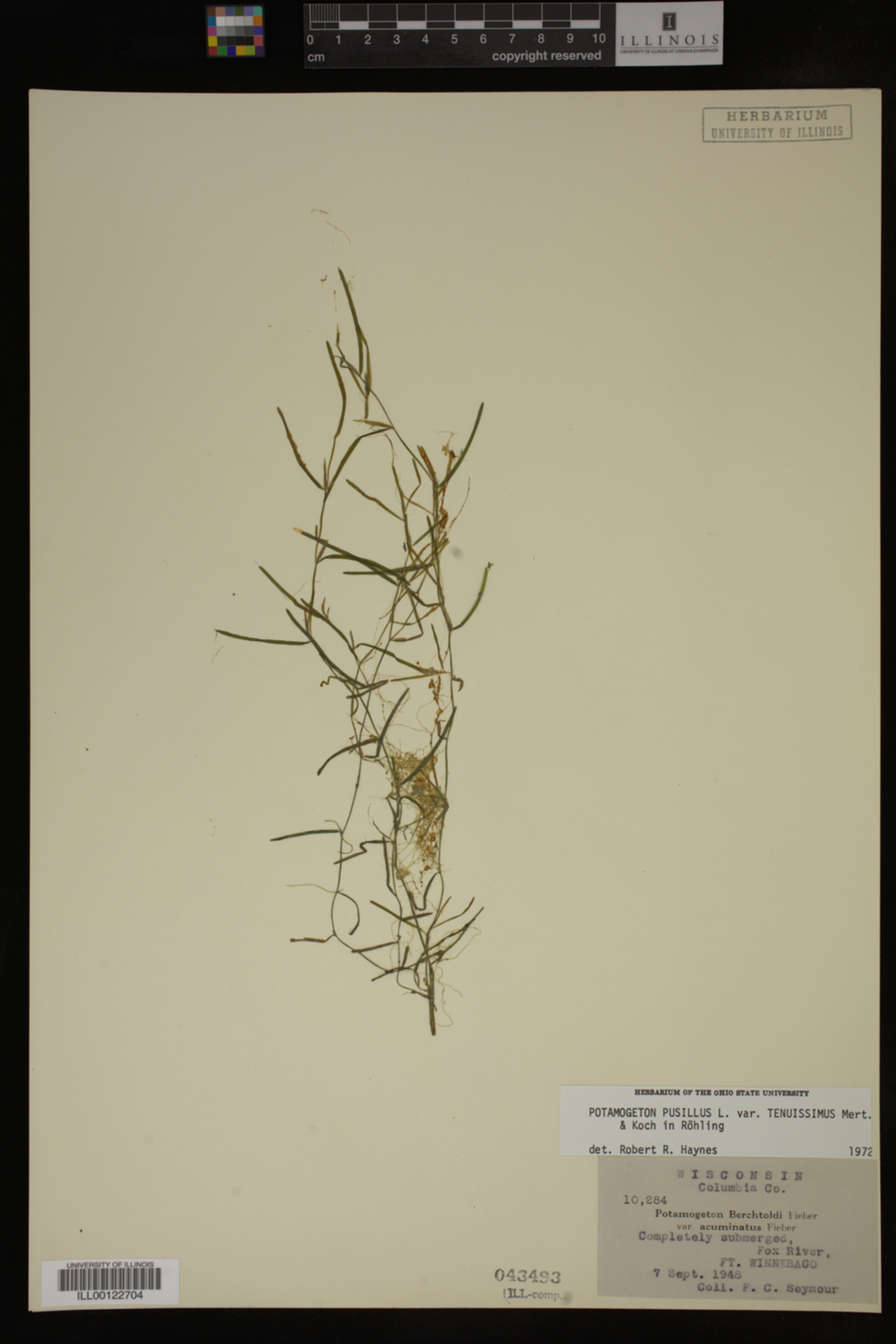 Potamogeton pusillus var. tenuissimus image