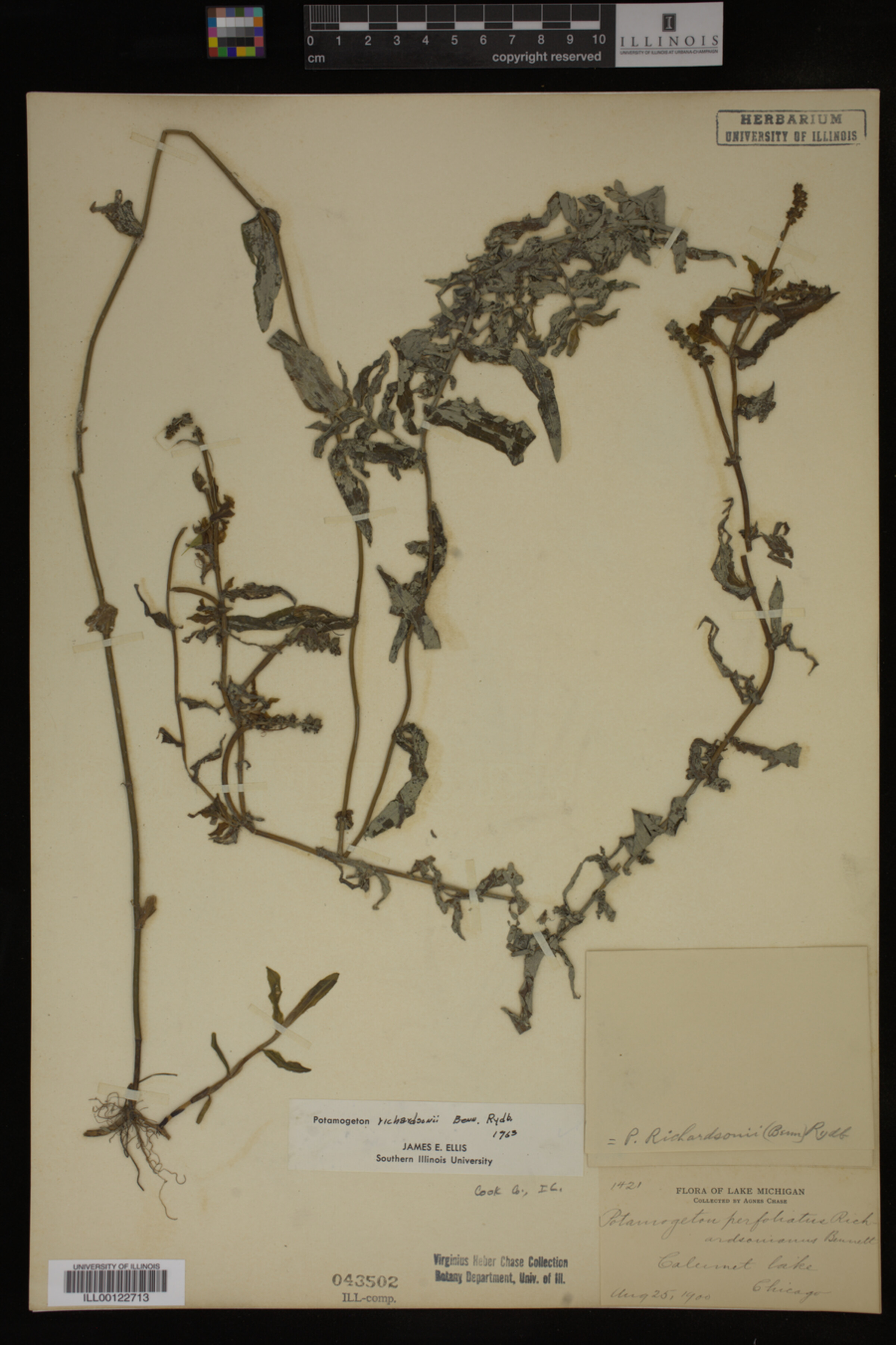 Potamogeton richardsonii image