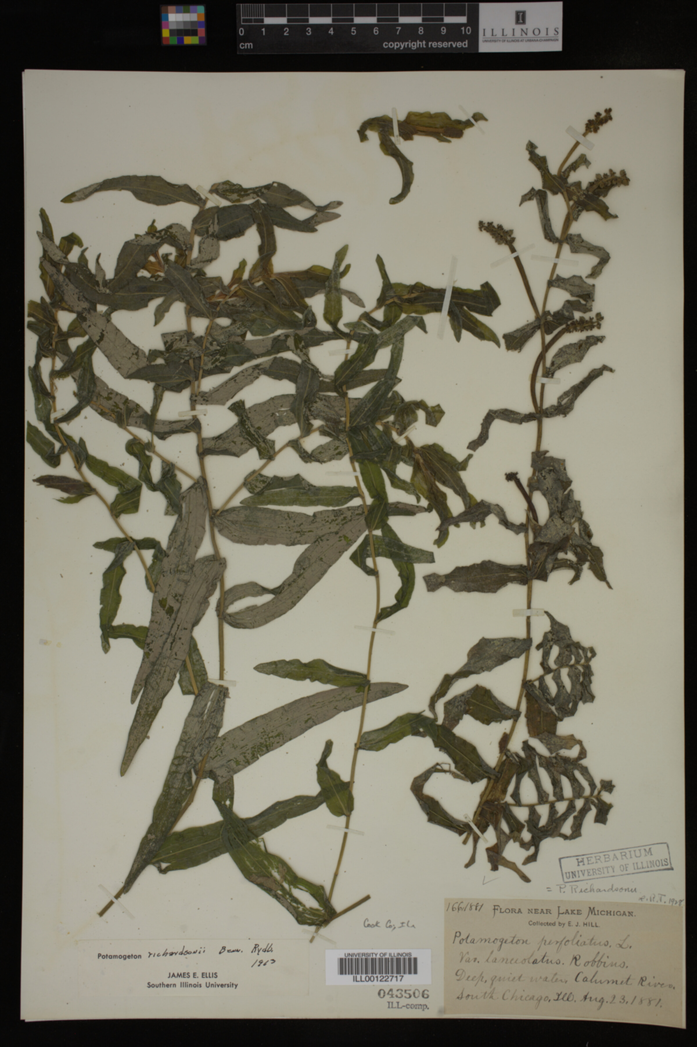 Potamogeton richardsonii image
