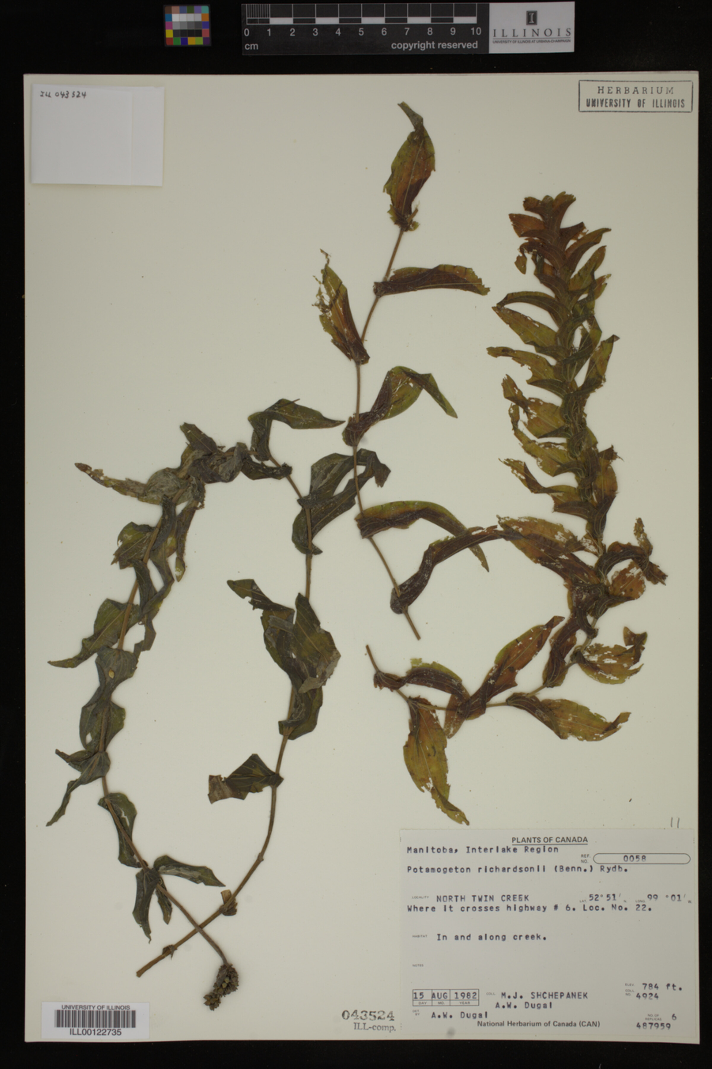 Potamogeton richardsonii image